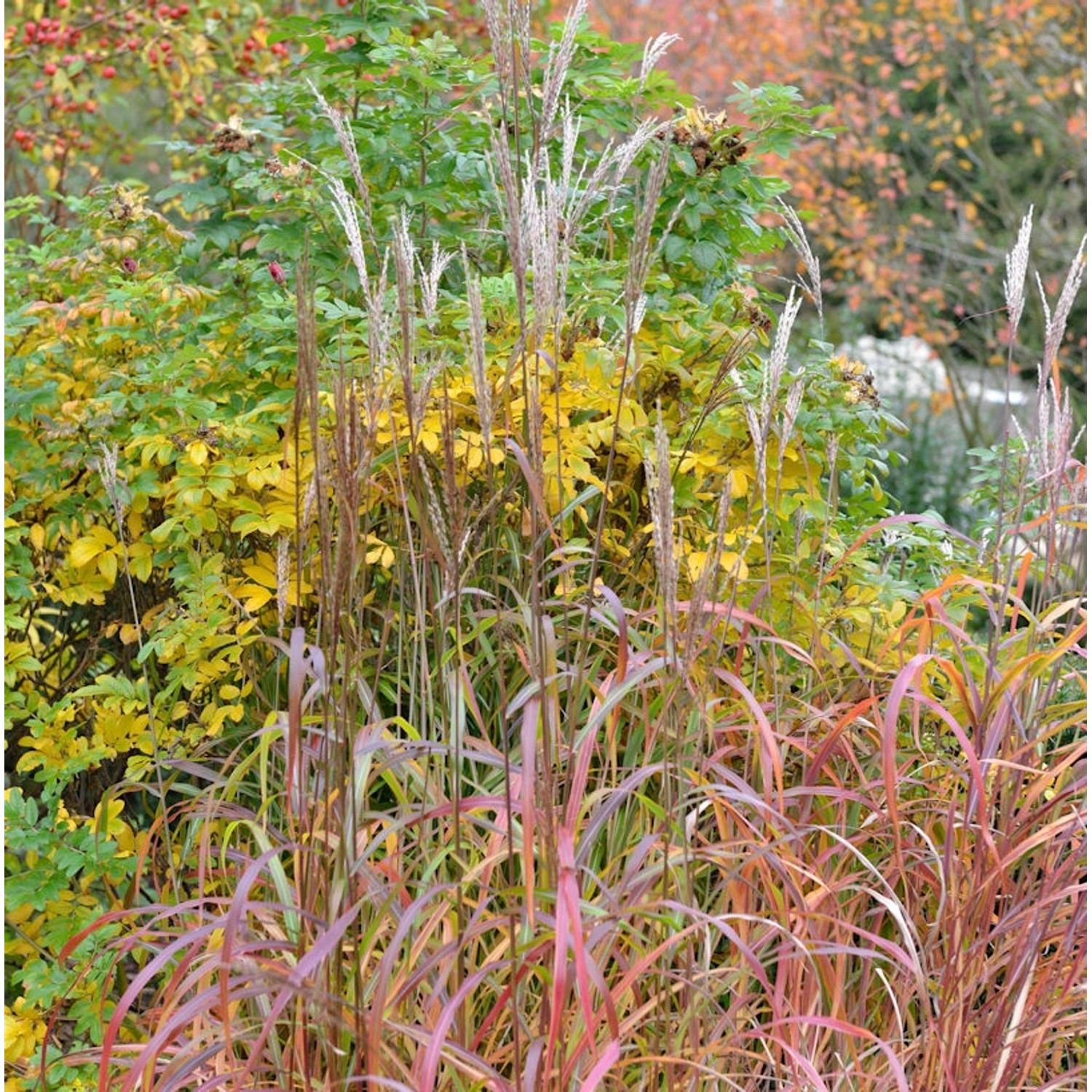 Chinaschilf Ghana - Miscanthus sinensis günstig online kaufen