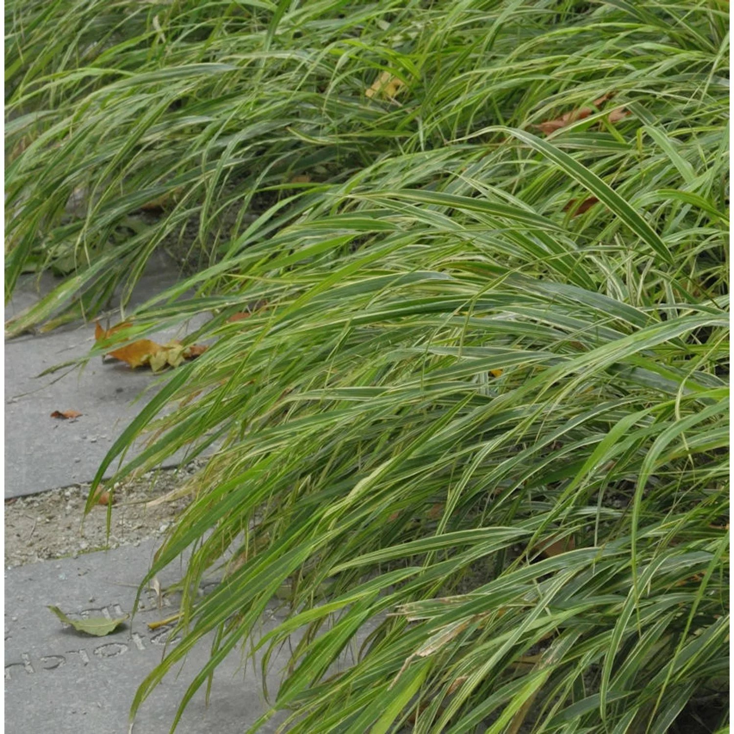 Japan Silberbandgras - Hakonechloa macra günstig online kaufen