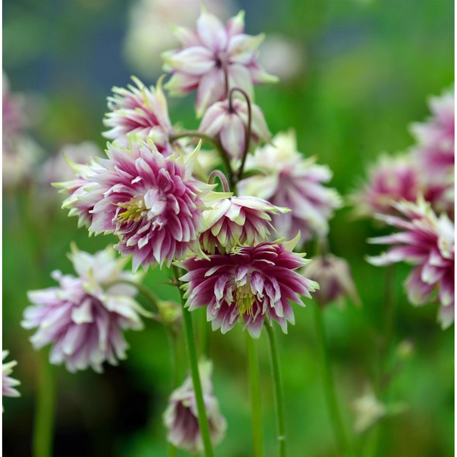 Akelei Nora Barlow - Aquilegia vulgaris günstig online kaufen