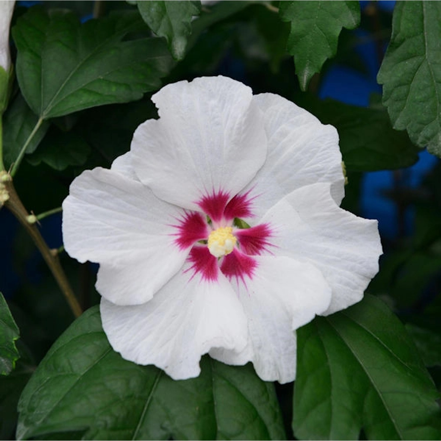 Garteneibisch Shintaeyang 80-100cm - Hibiscus günstig online kaufen