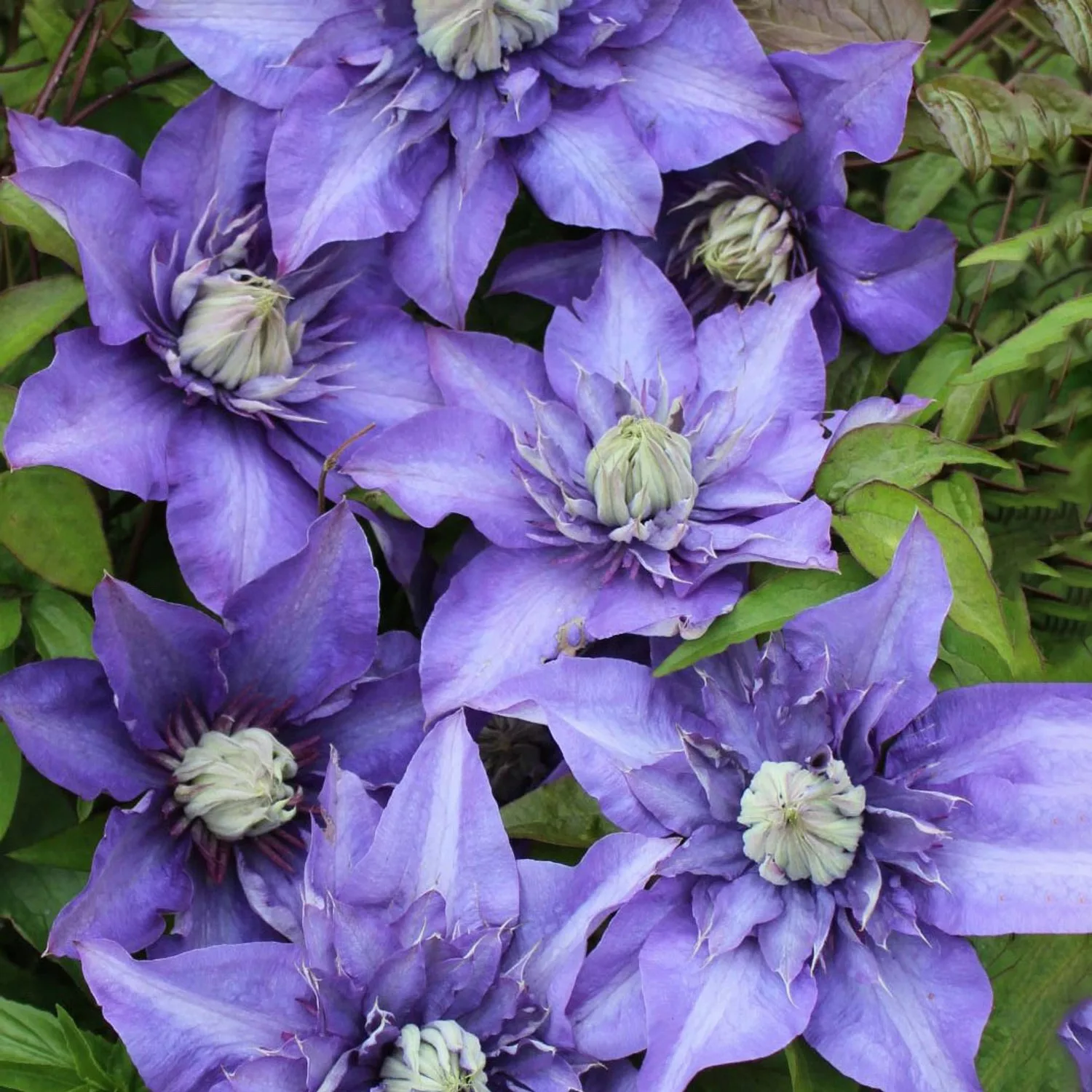 Waldrebe Multi Blue Blau Höhe ca. 40-60 cm Topf-Ø ca. 17 cm Clematis Hybrid günstig online kaufen