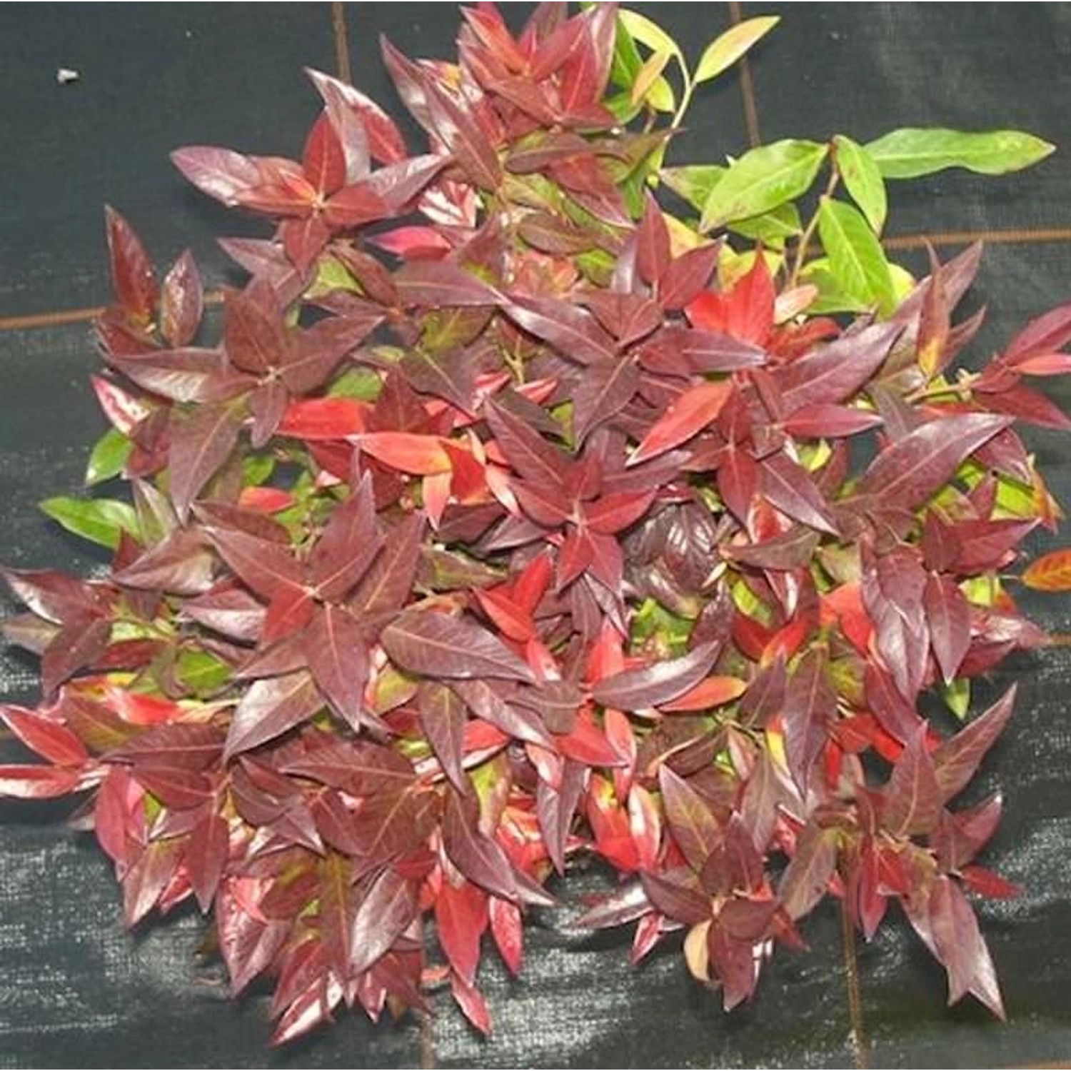 Traubenheide Traubenmyrte Red Cap 15-20cm - Leucothoe axillaris günstig online kaufen