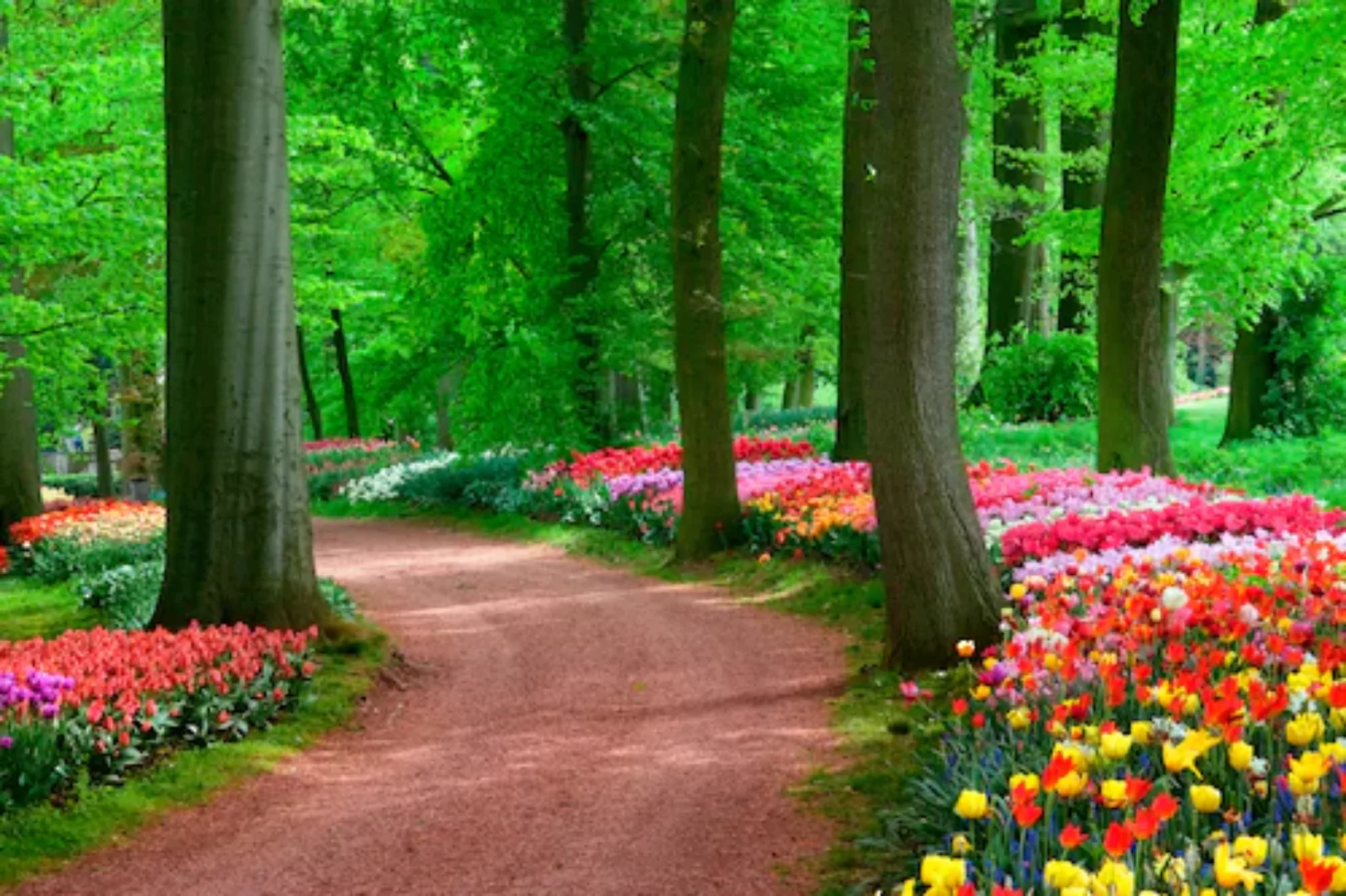Papermoon Fototapete »Tulips Spring Landscape« günstig online kaufen