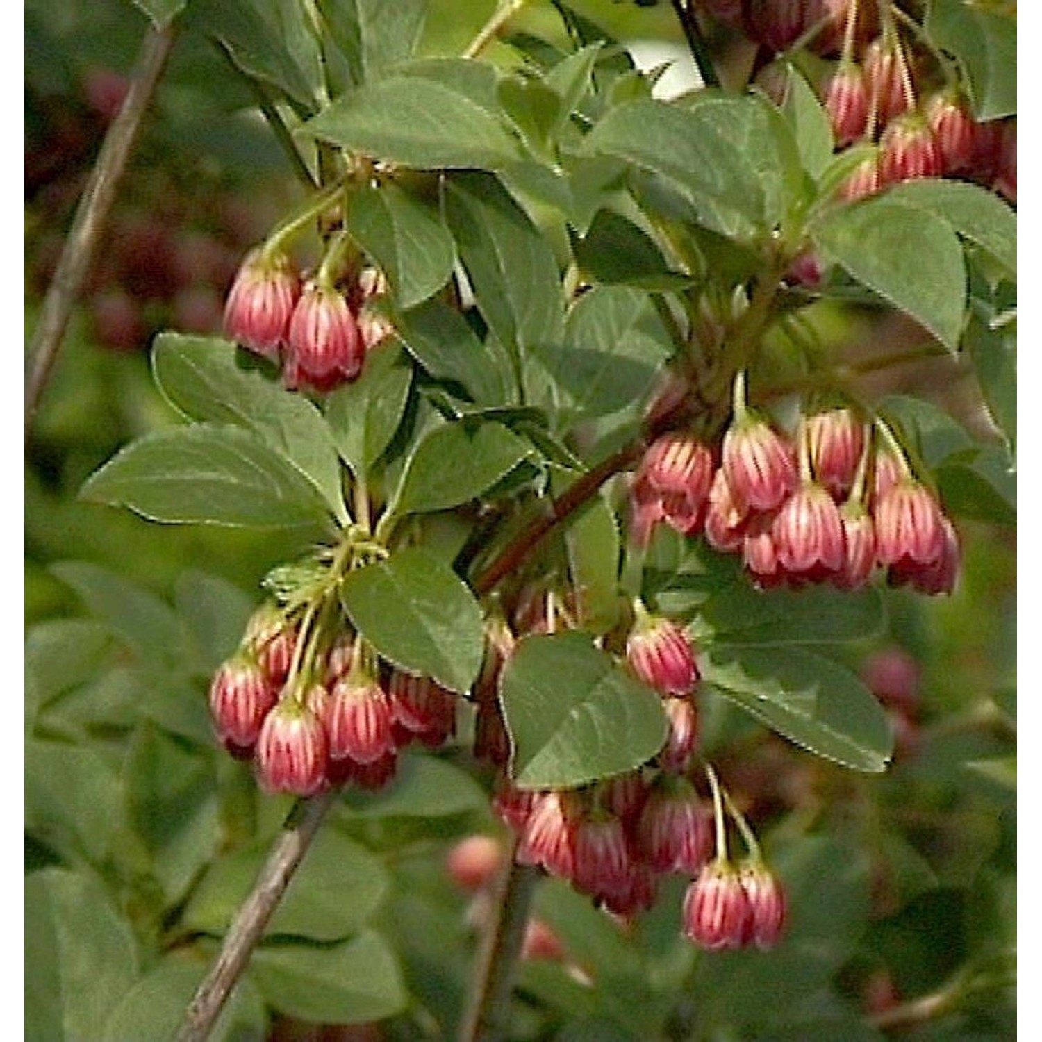 Prachtglocke Red Bells 40-60cm - Enkianthus campanulatus günstig online kaufen