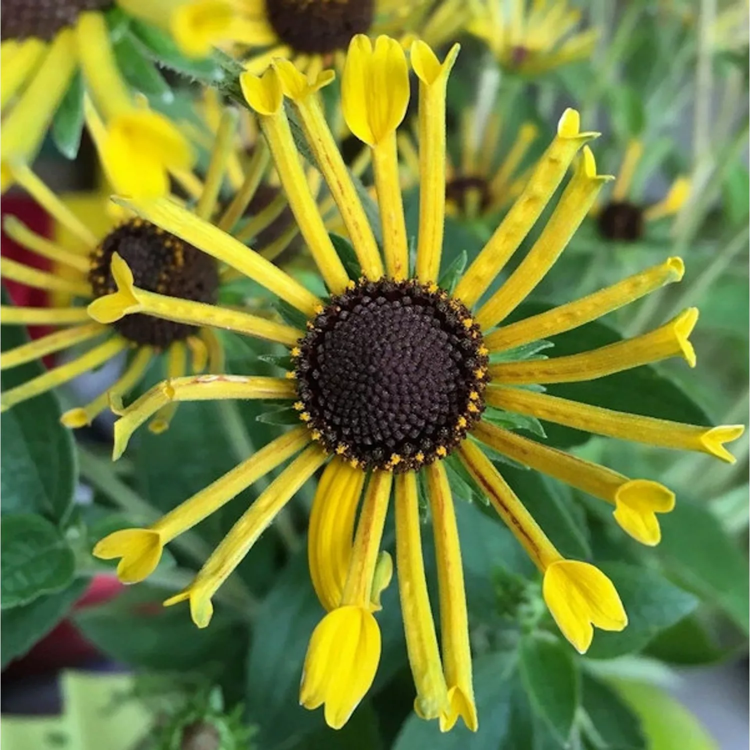 Sonnenhut Henry Eilers - Rudbeckia subtomentosa günstig online kaufen