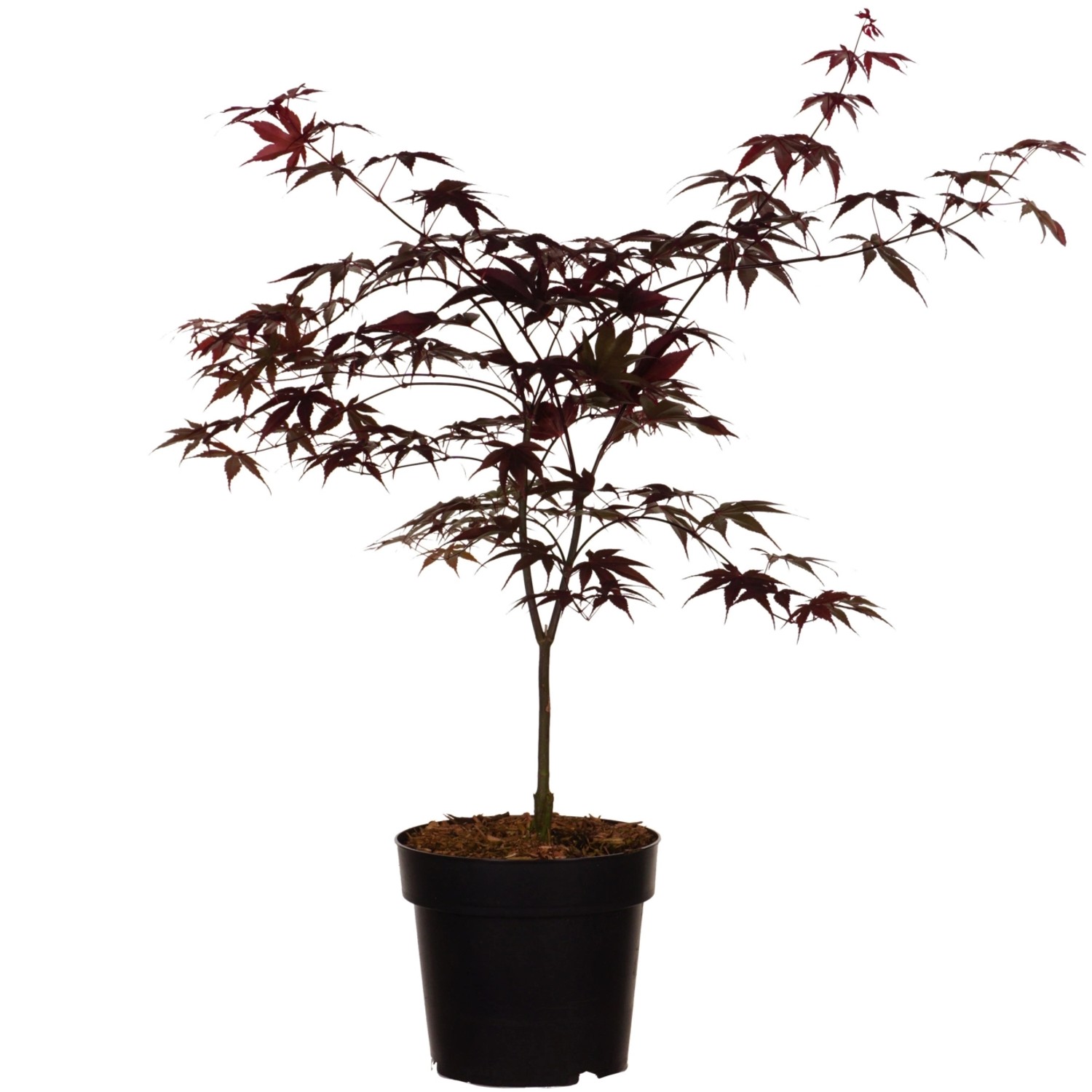 Japanischer Fächer-Ahorn Bloodgood Höhe ca. 40-60 cm Topf ca. 4,5l Acer pal günstig online kaufen