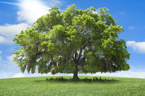 Papermoon Fototapete »baum in landschaft« günstig online kaufen