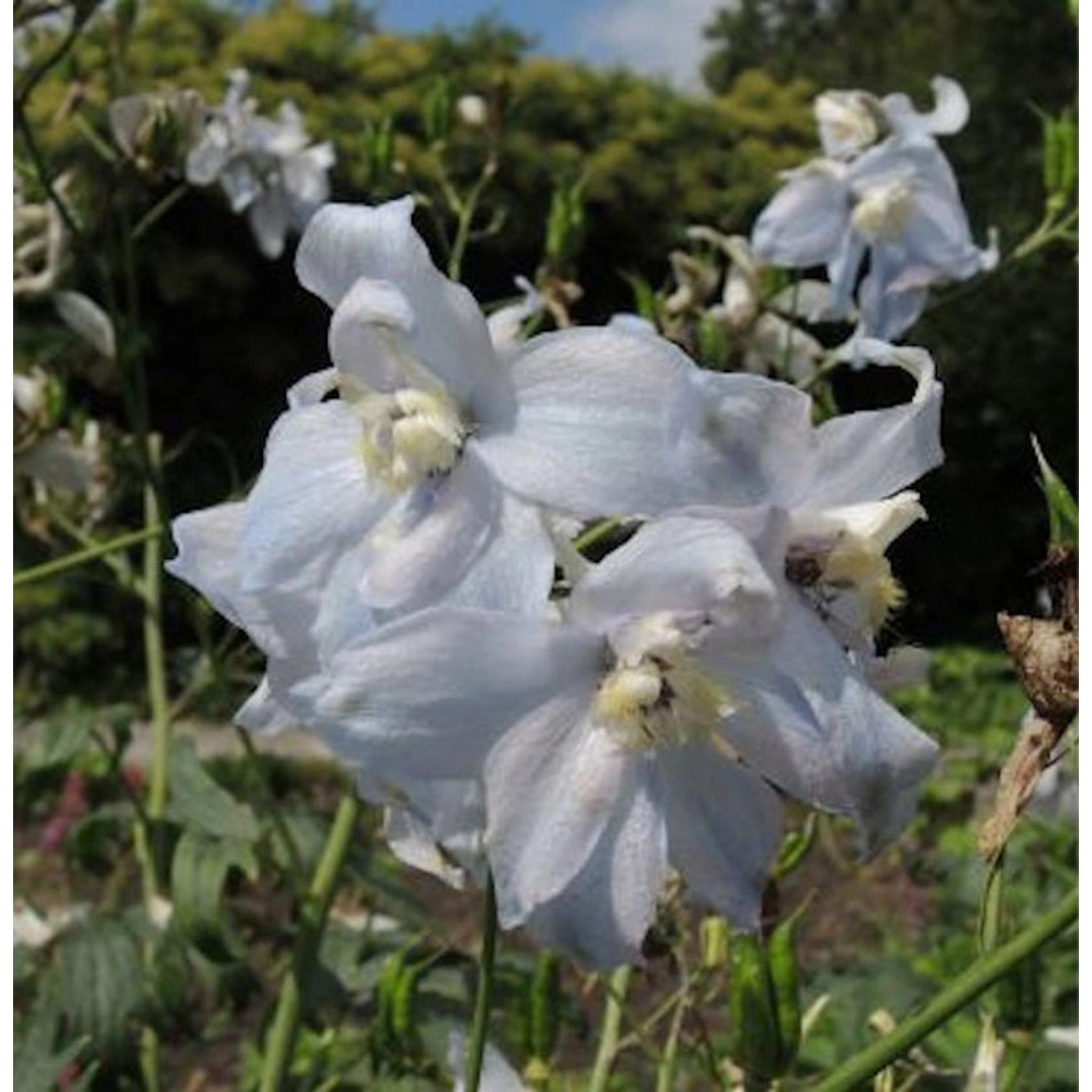 Hohe Rittersporn Polarfuchs - Delphinium elatum günstig online kaufen