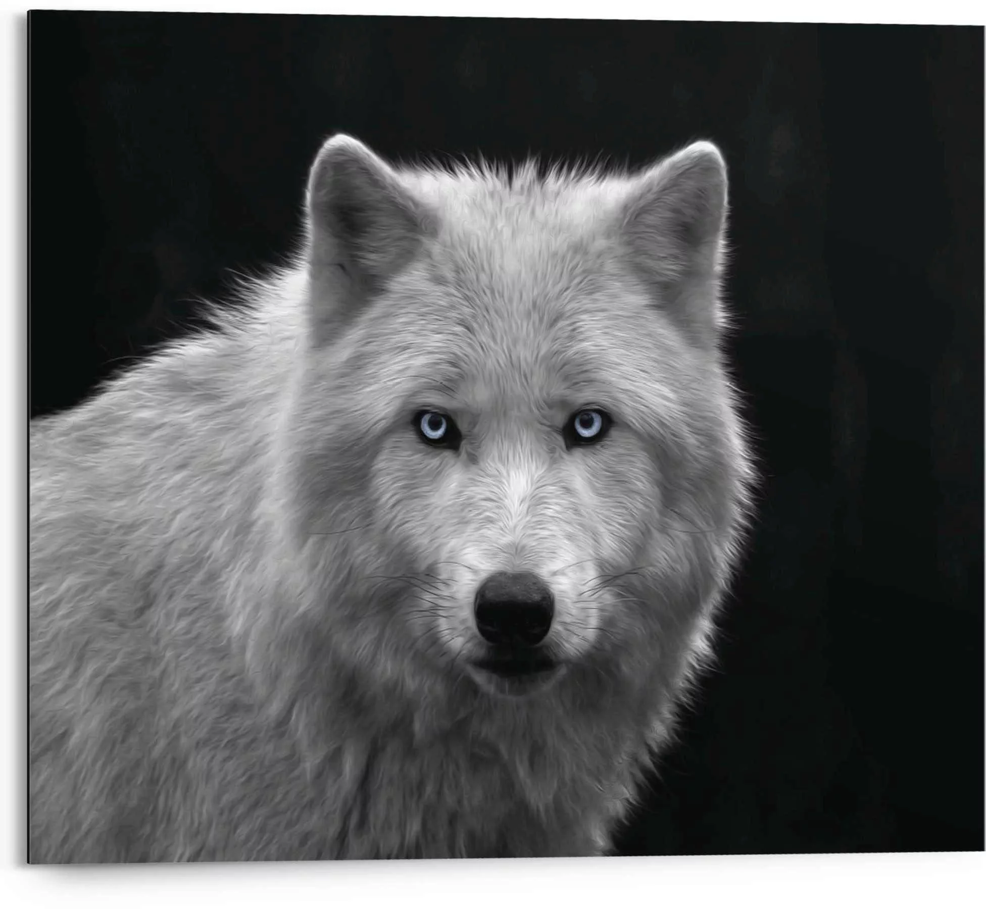 Reinders Wandbild "Weißer Wolf" günstig online kaufen