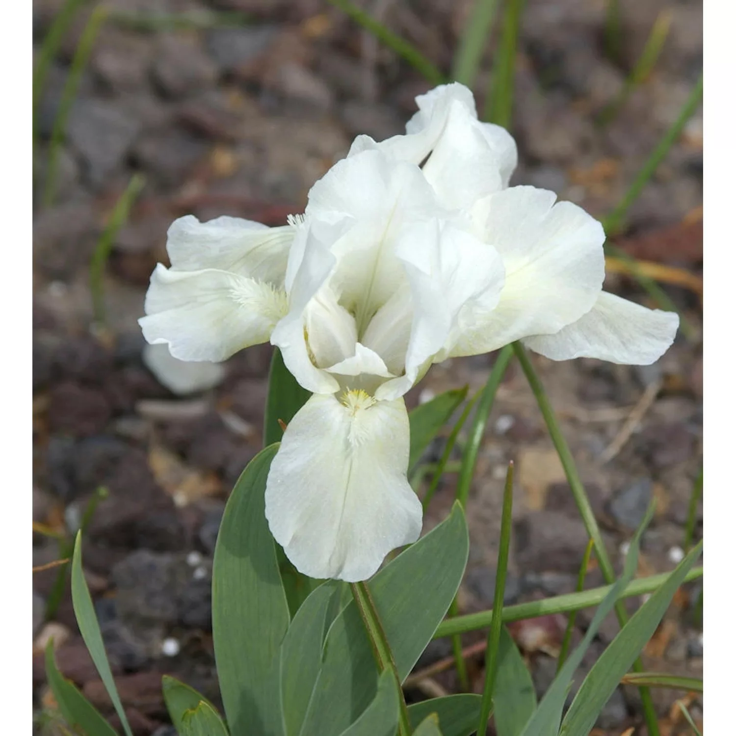 Zwergschwertlilie Die Braut - Iris barbata günstig online kaufen