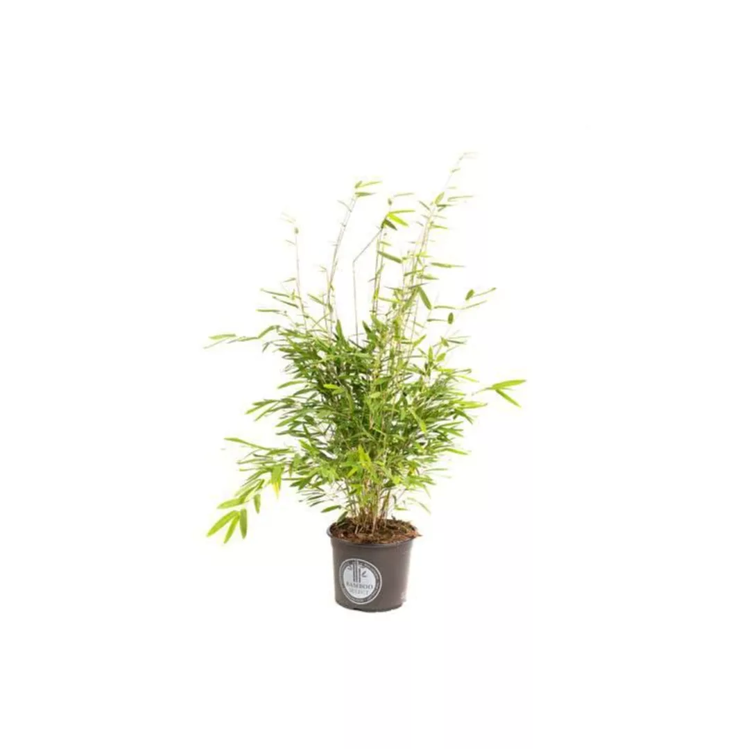 OH2 | Set mit 2 Bambuspflanzen Fargesia günstig online kaufen
