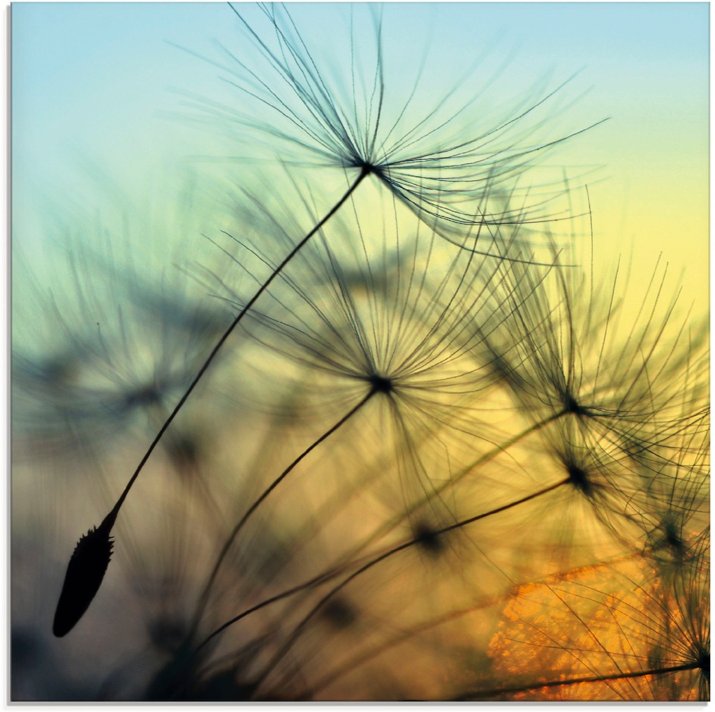 Artland Glasbild "Goldener Sonnenuntergang und Pusteblumen", Blumen, (1 St. günstig online kaufen