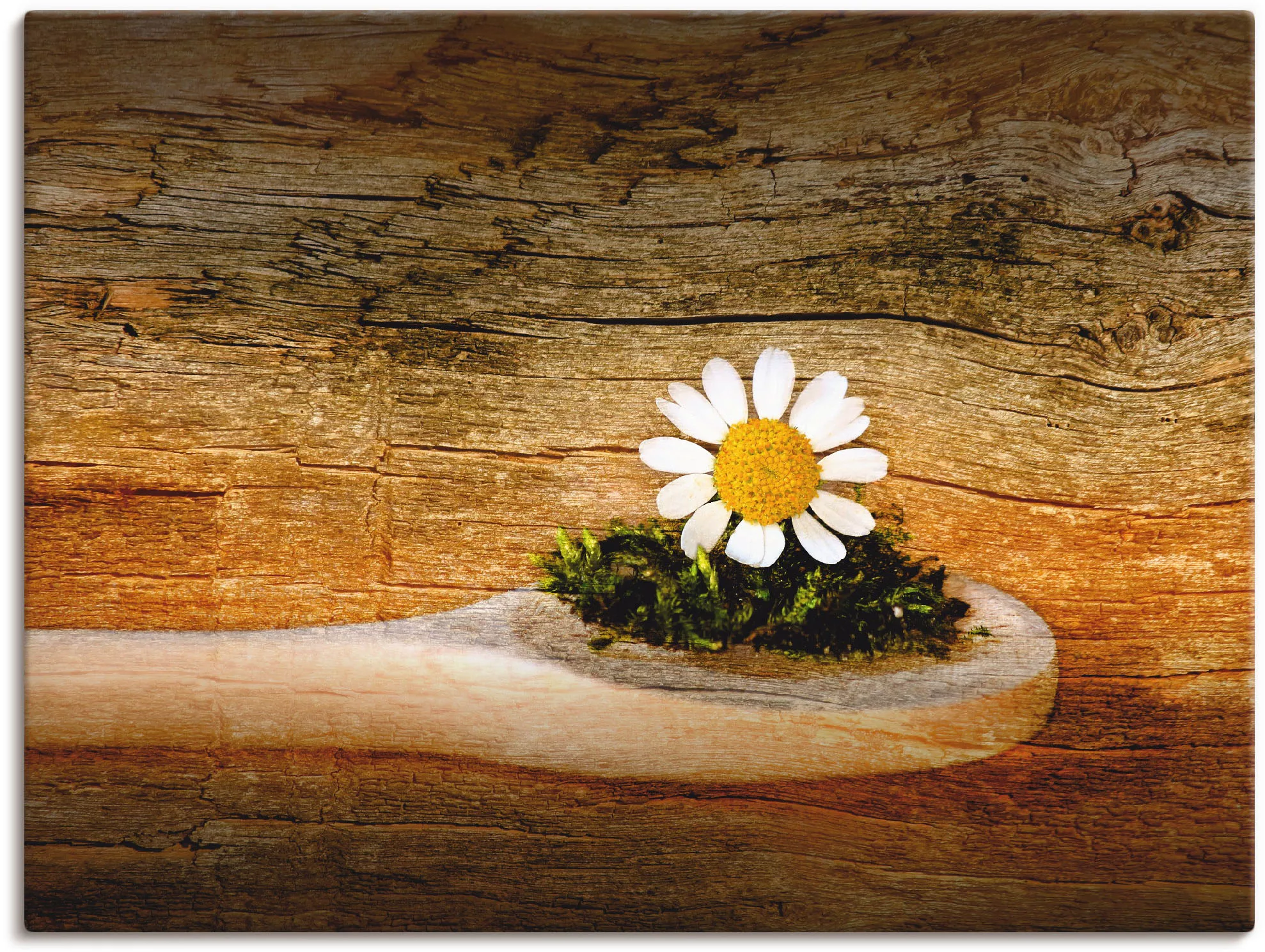 Artland Wandbild "Kamille", Blumen, (1 St.), als Leinwandbild, Wandaufklebe günstig online kaufen