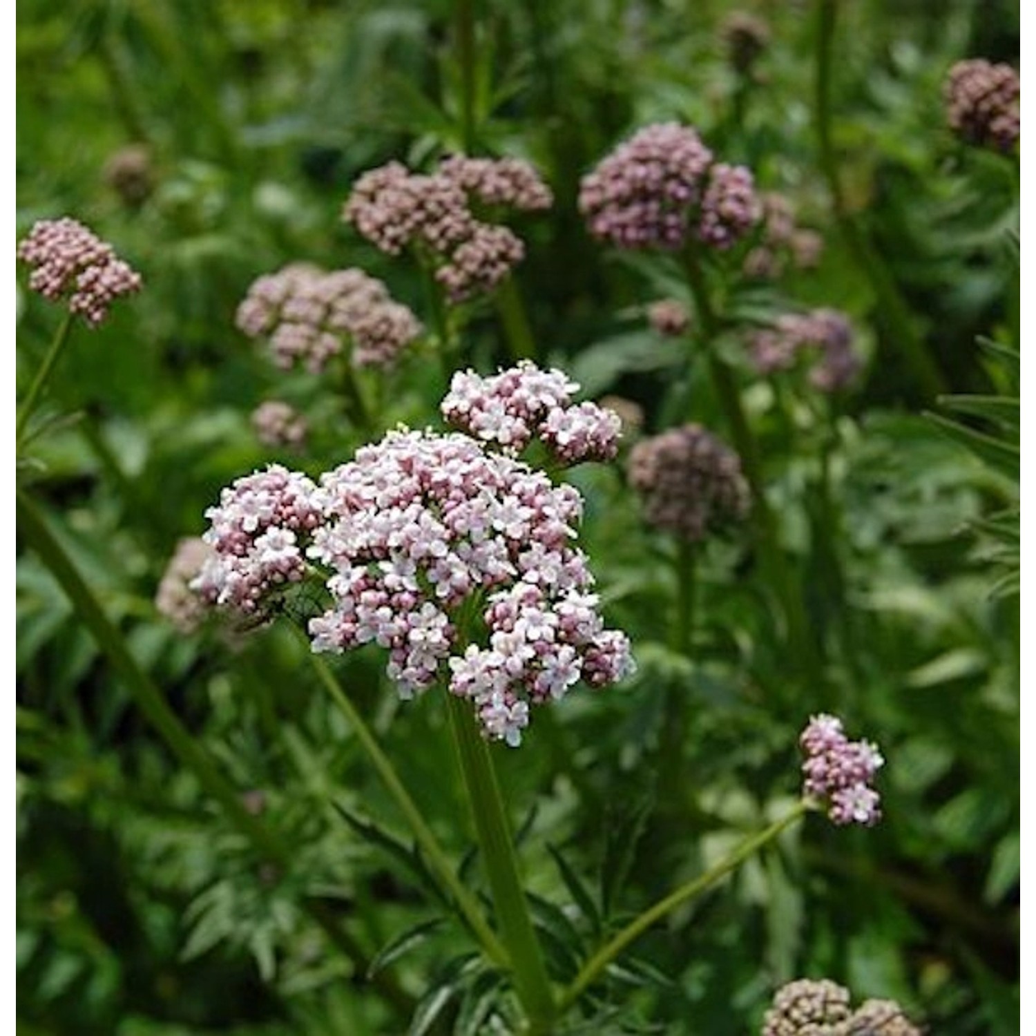 Baldrian - Valeriana officinalis günstig online kaufen