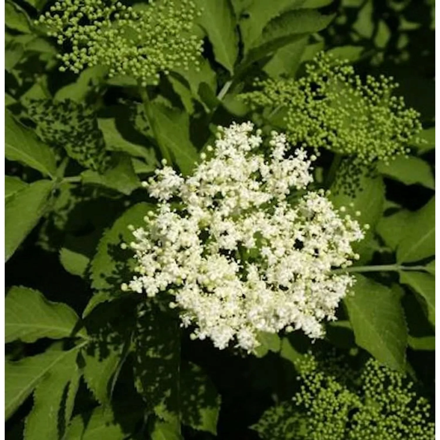 Schwarzer Holunder Sampo 60-80cm - Sambucus nigra günstig online kaufen