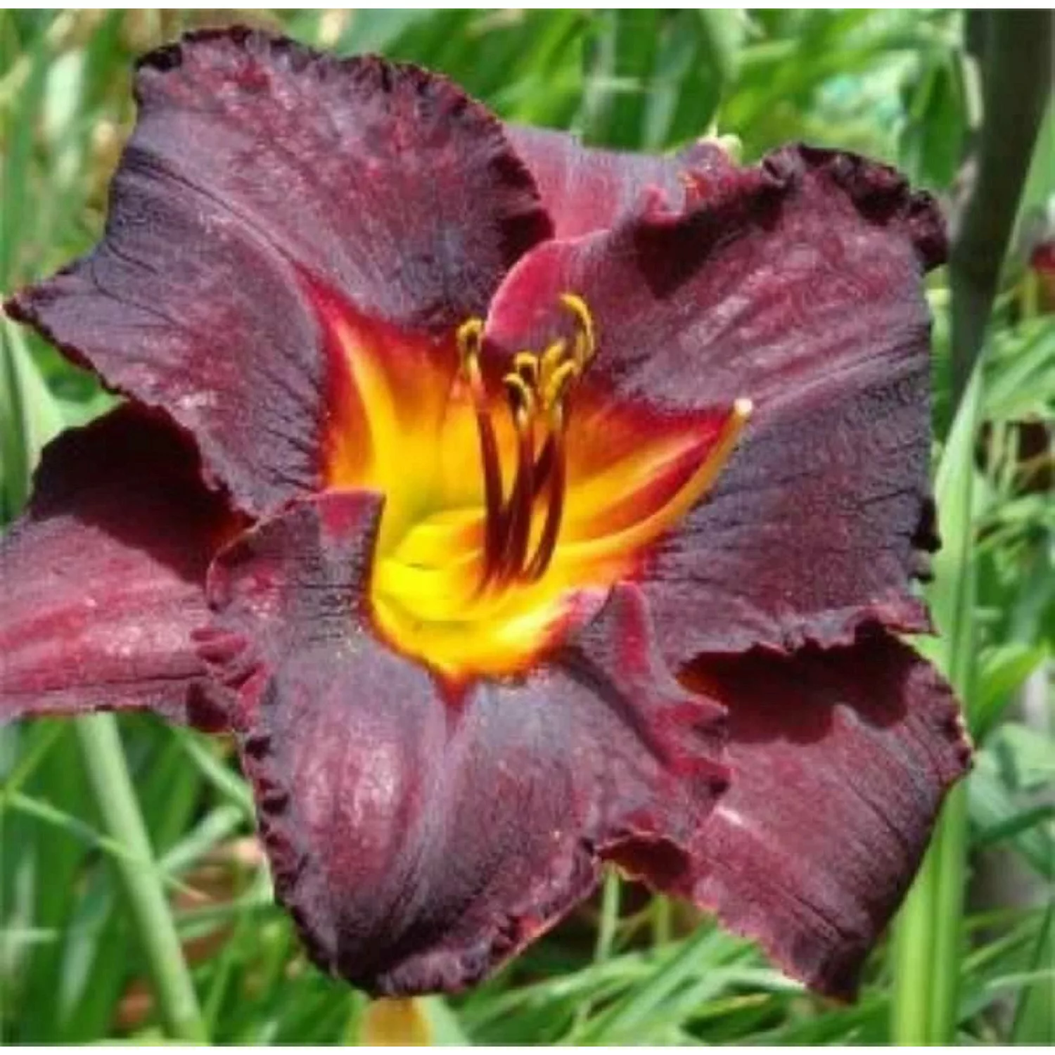 Taglilie American Revolution - Hemerocallis günstig online kaufen