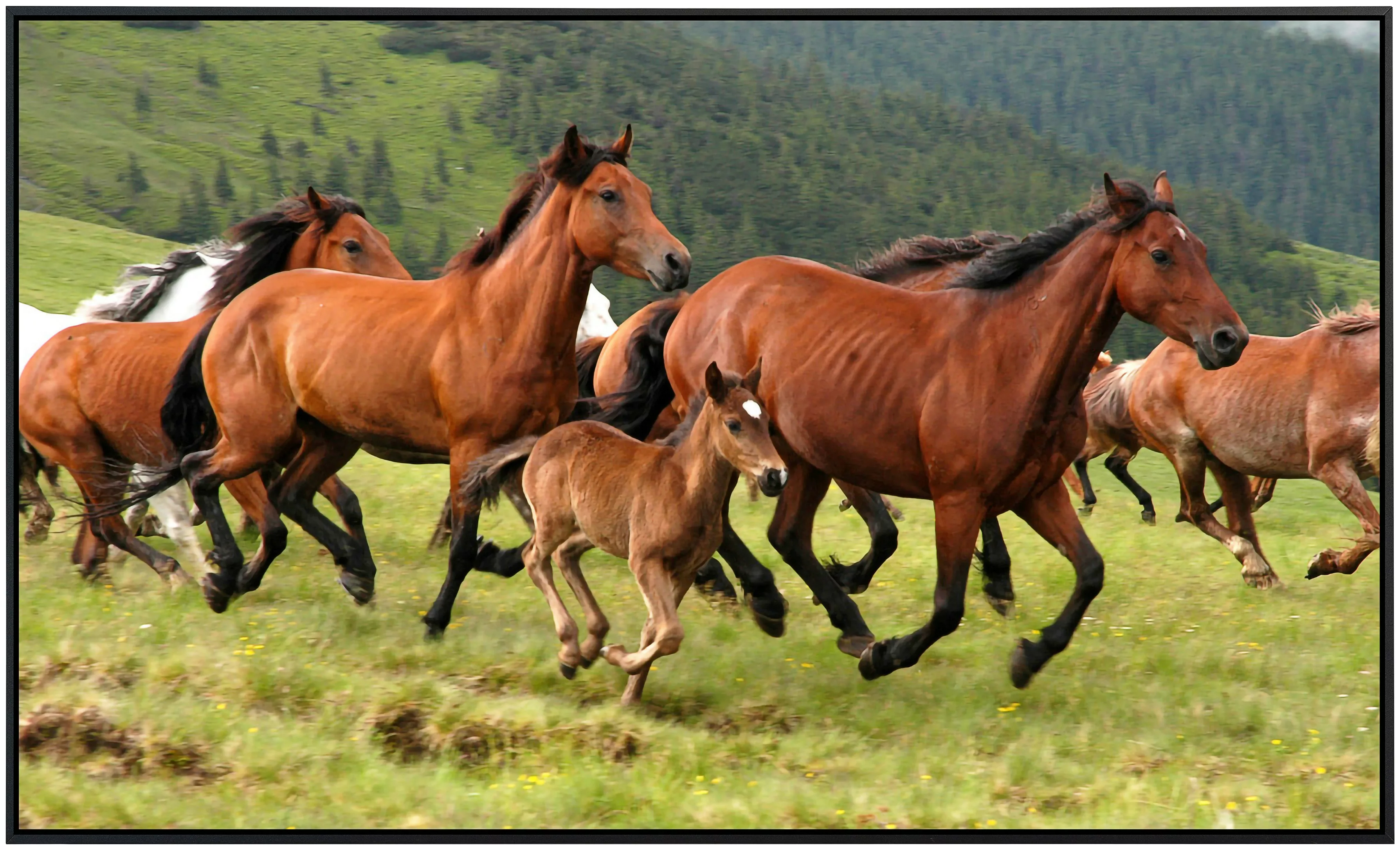 Papermoon Infrarotheizung »Wilde Pferde«, sehr angenehme Strahlungswärme günstig online kaufen