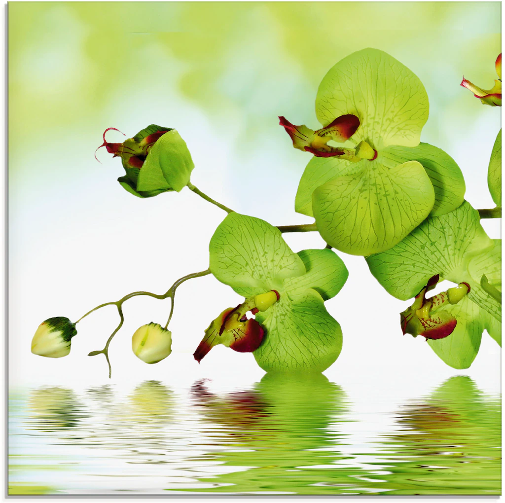 Artland Glasbild "Schöne Orchidee mit grünem Hintergrund", Blumen, (1 St.), günstig online kaufen