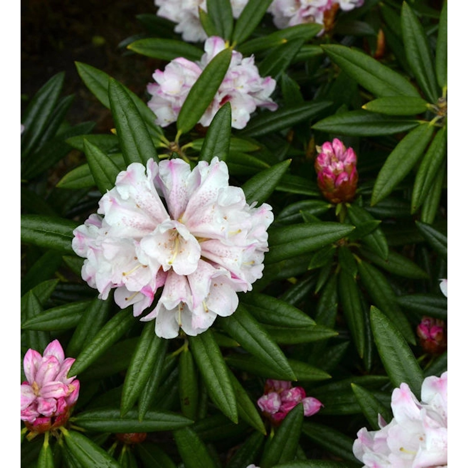 Großblumige Rhododendron Blewbury 30-40cm - Alpenrose günstig online kaufen