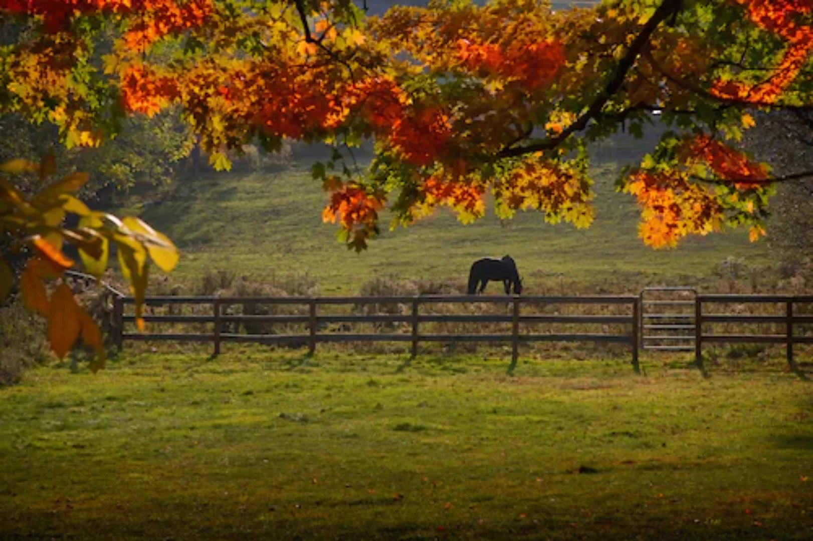 Papermoon Fototapete »Pferd auf der Weide« günstig online kaufen