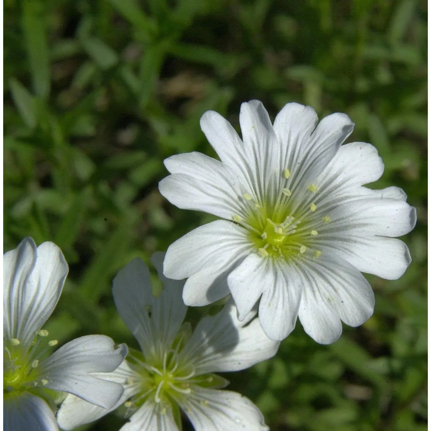 Kriechendes Schleierkraut - Gypsophila repens günstig online kaufen