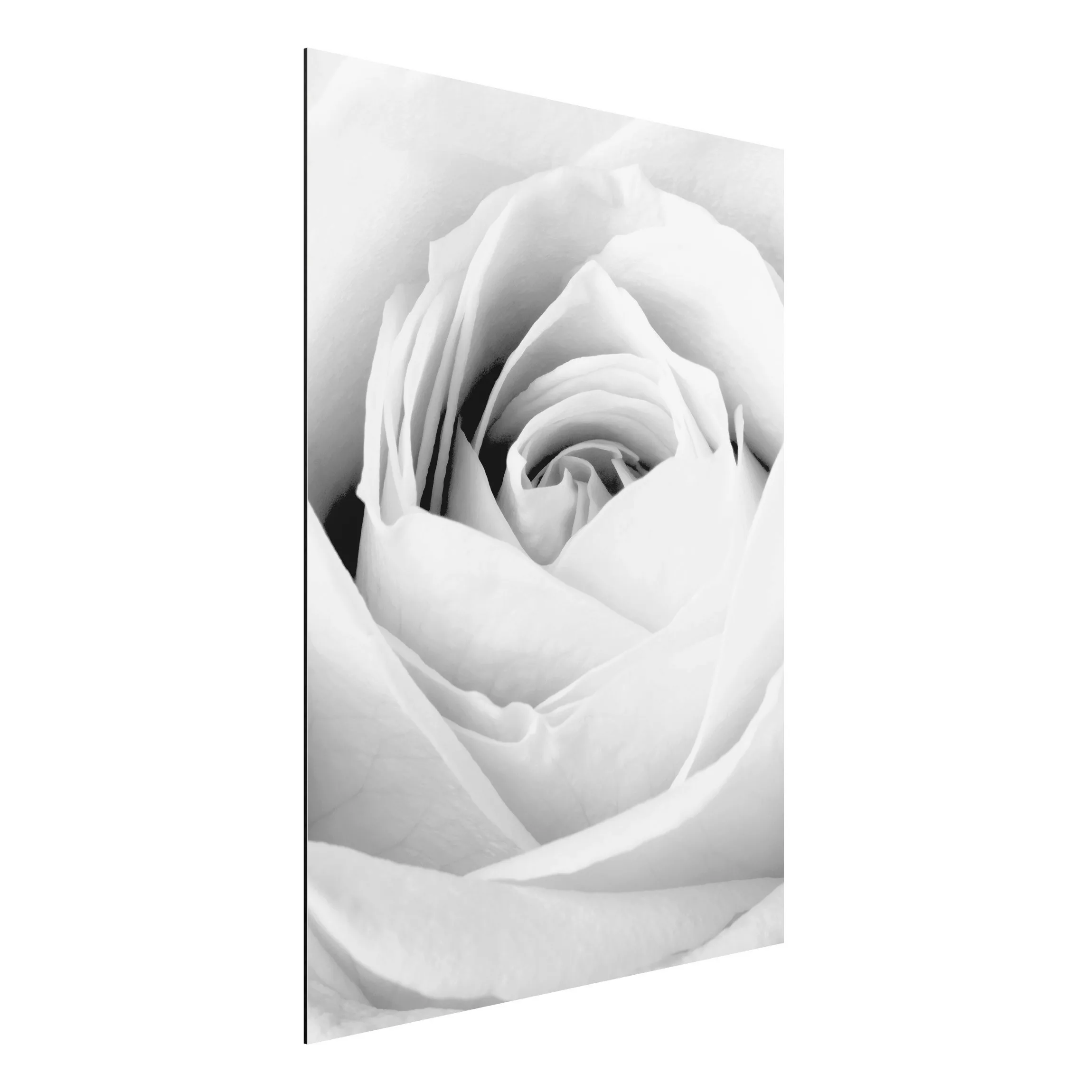 Alu-Dibond Bild Schwarz-Weiß - Hochformat 3:4 Close Up Rose günstig online kaufen