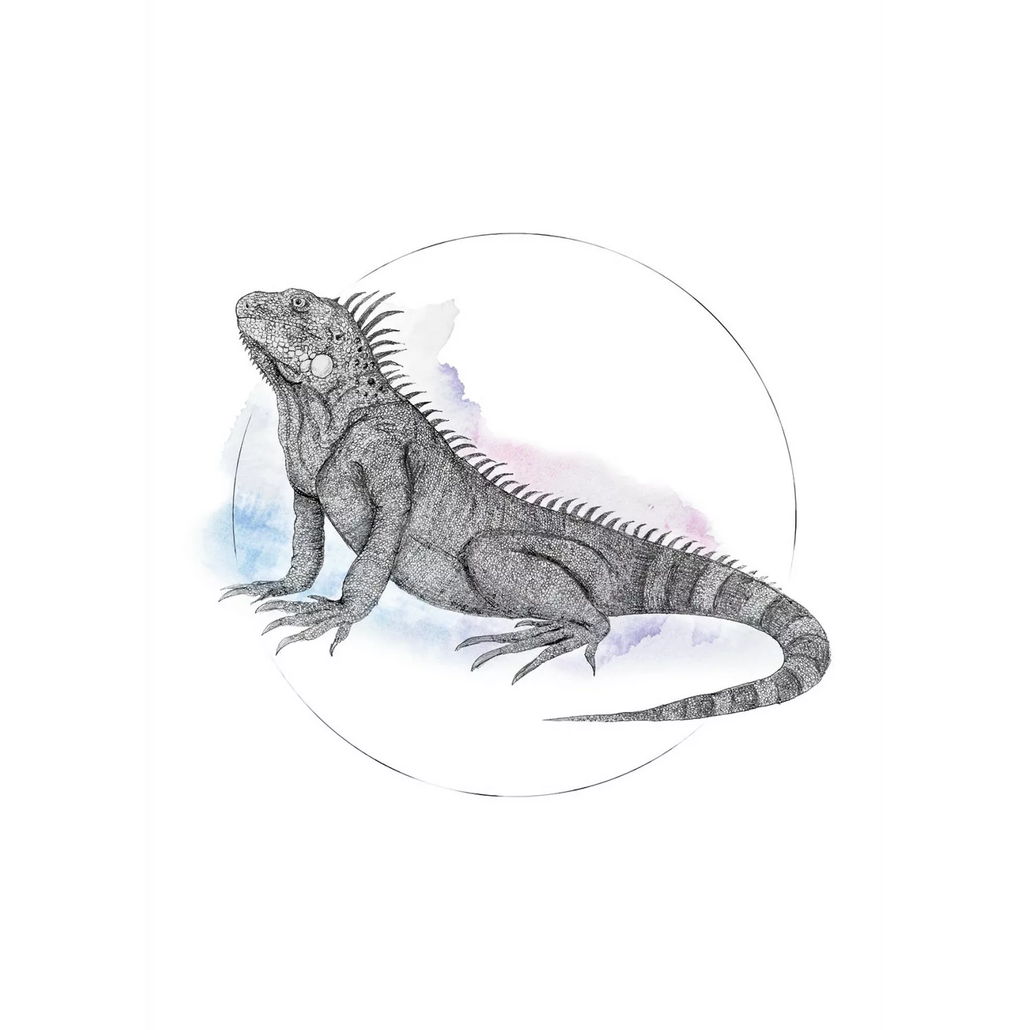 Komar Wandbild Iguana Watercolor 50 x 70 cm günstig online kaufen