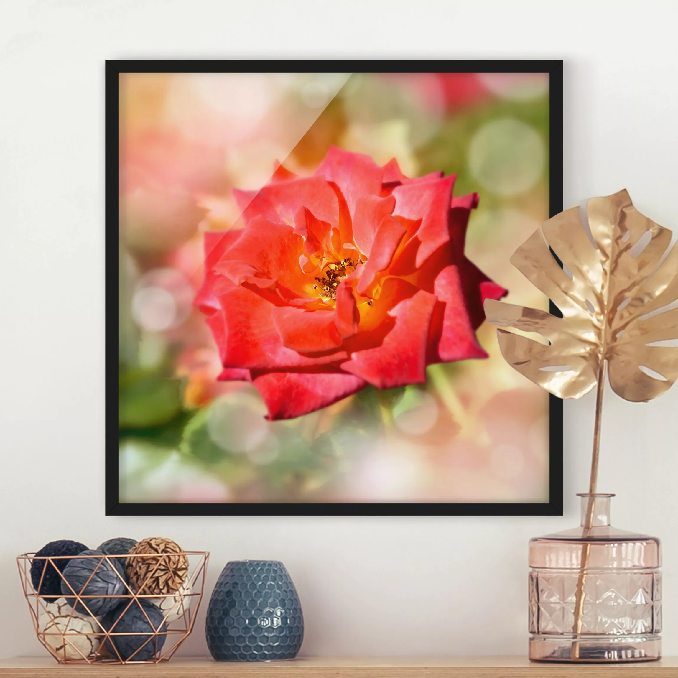 Bild mit Rahmen Blumen - Quadrat No.YK19 Shining Rose günstig online kaufen