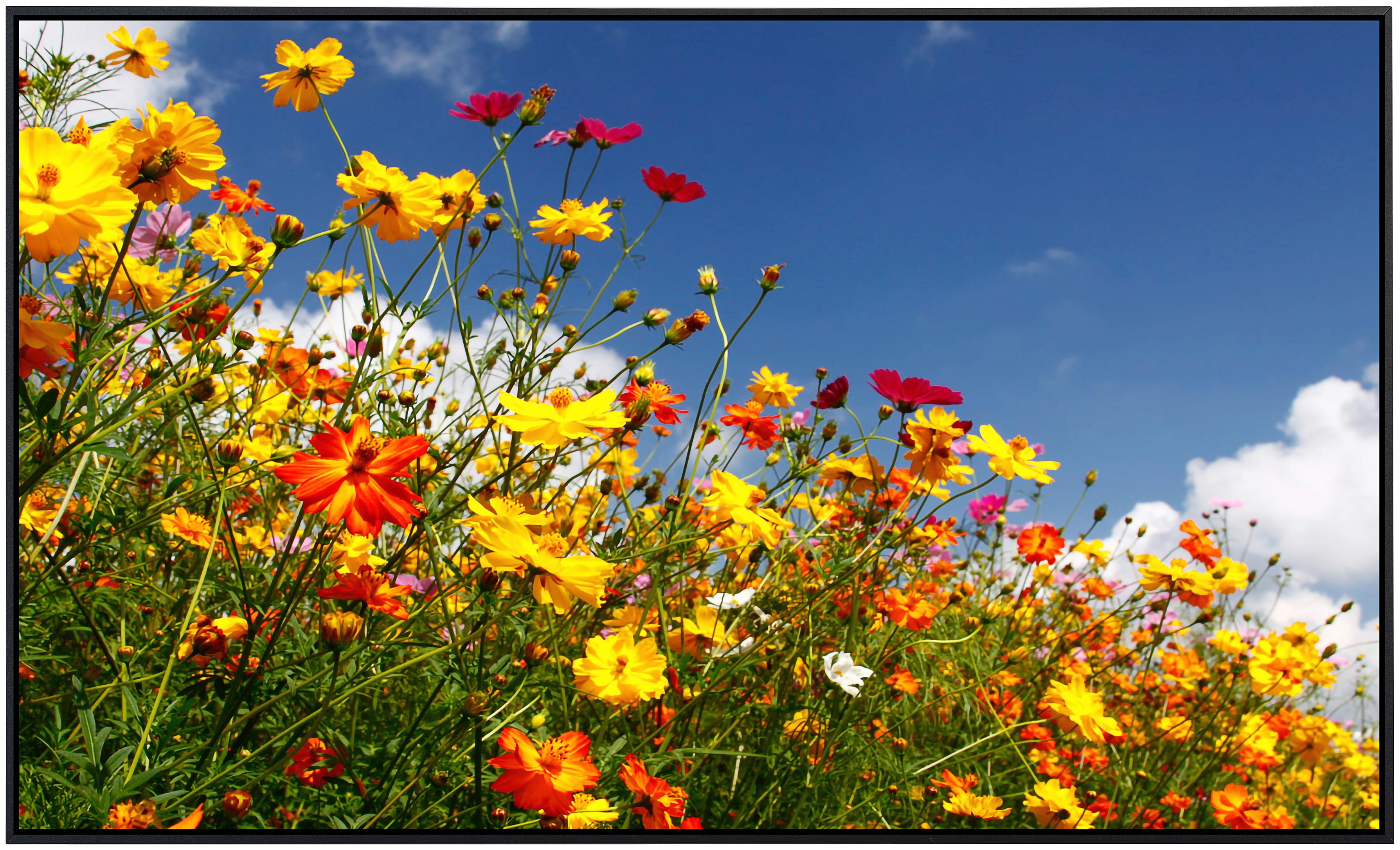Papermoon Infrarotheizung »Blumenwiese«, sehr angenehme Strahlungswärme günstig online kaufen