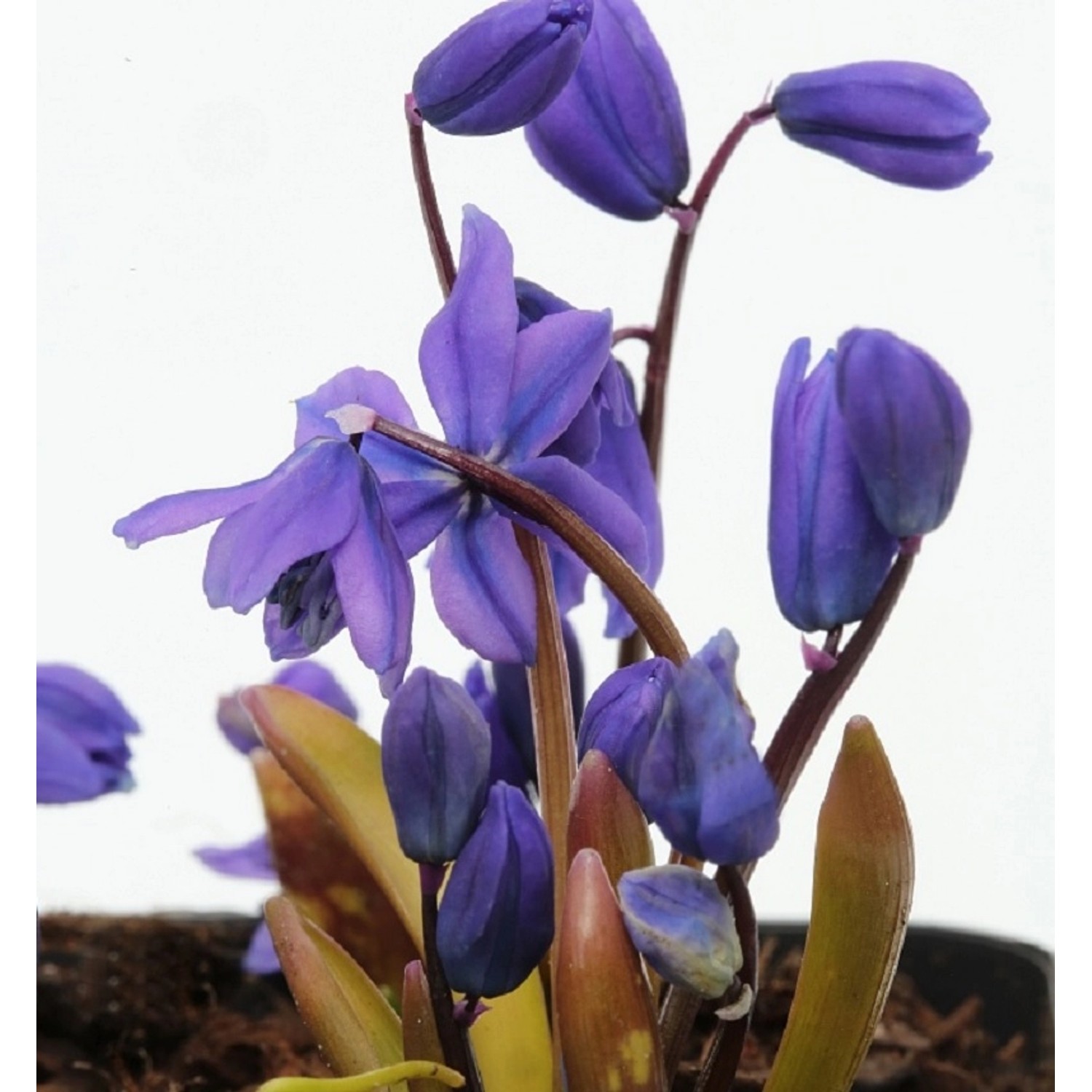 Sibirischer Blaustern Spring Beauty - Scilla siberica Spring Beauty günstig online kaufen