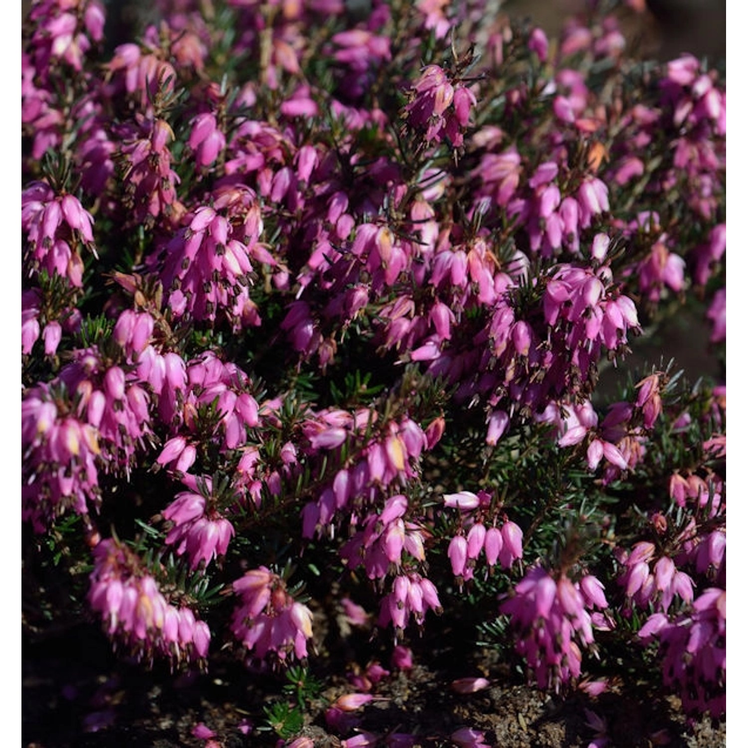 10x Winterheide Rotario - Erica carnea günstig online kaufen