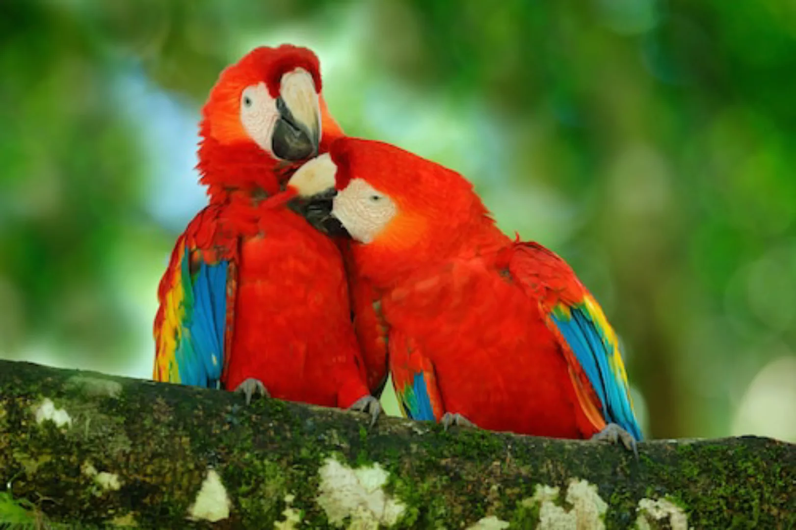 Papermoon Fototapete »Papageien« günstig online kaufen