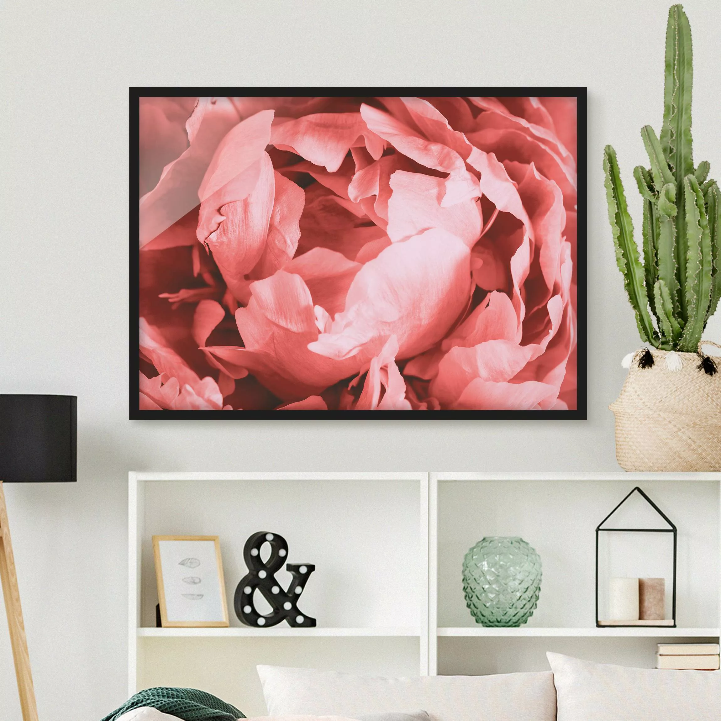 Bild mit Rahmen Blumen - Querformat Pfingstrose Blüte Koralle günstig online kaufen