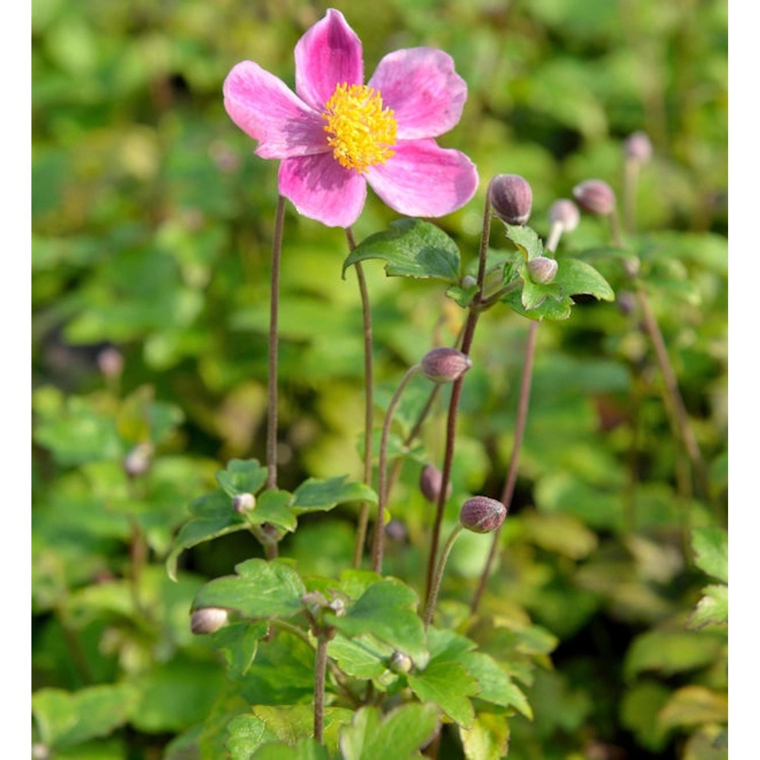 Japanische Herbstanemone Splendens - Anemone japonica günstig online kaufen