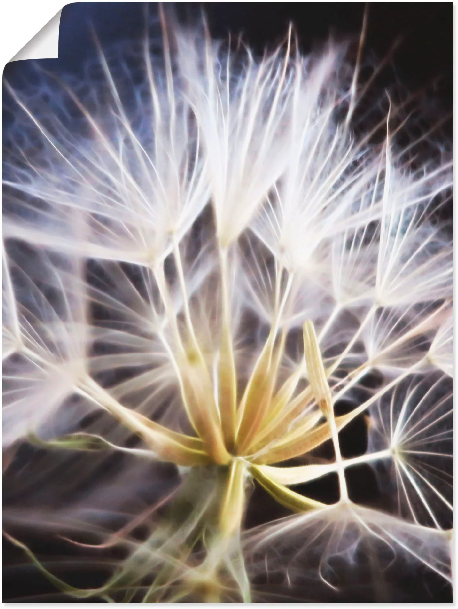 Artland Wandbild "Pusteblume", Blumen, (1 St.), als Leinwandbild, Poster in günstig online kaufen