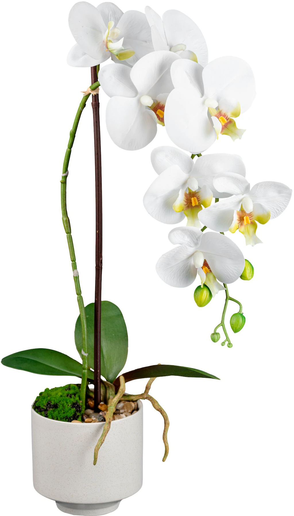 Creativ green Kunstorchidee "Orchidee Phalaenopsis", mit real-touch-Blüten günstig online kaufen