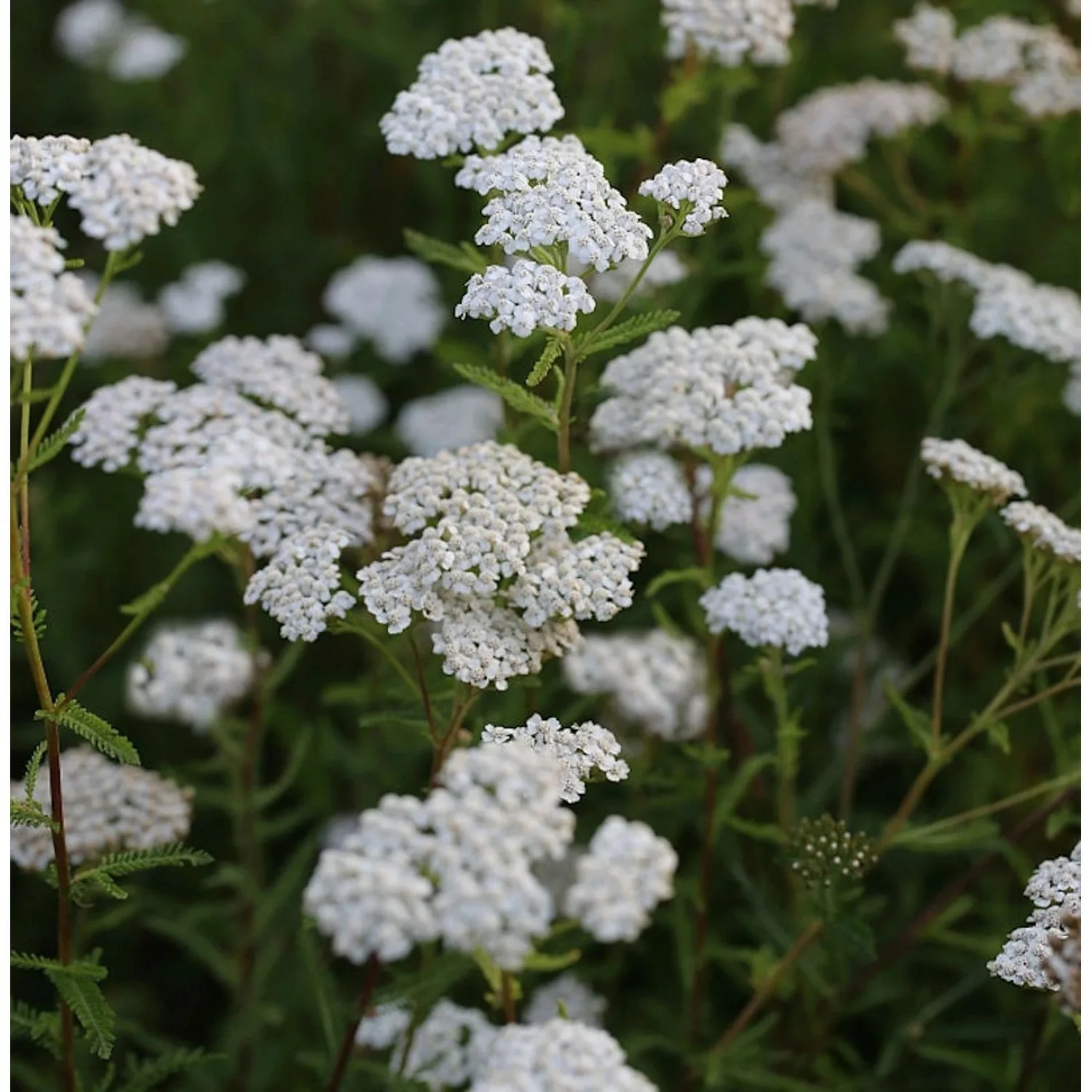 Schafgarbe White Beauty - Achillea millefolium günstig online kaufen