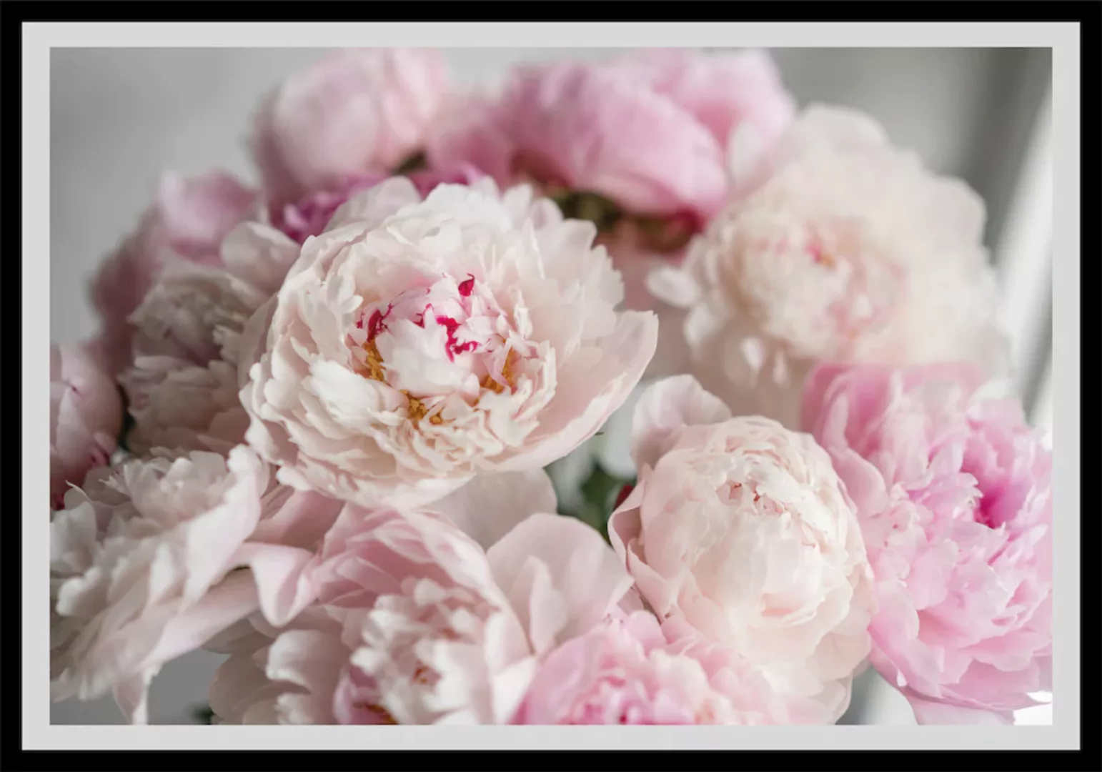 queence Bild "Amalia", Blumen, gerahmt, Rosen günstig online kaufen