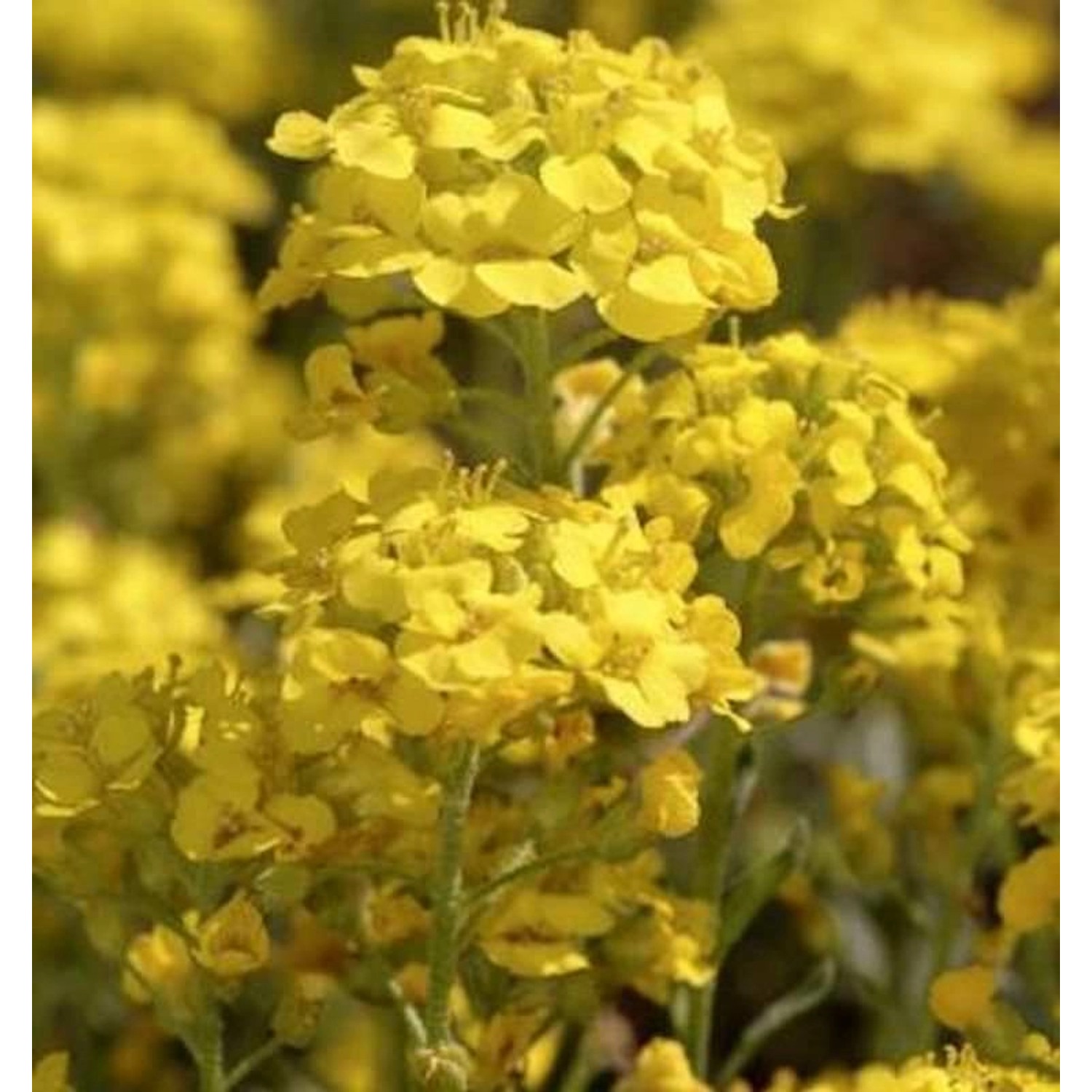 Wulfen Steinkraut - Alyssum wulfenianum günstig online kaufen