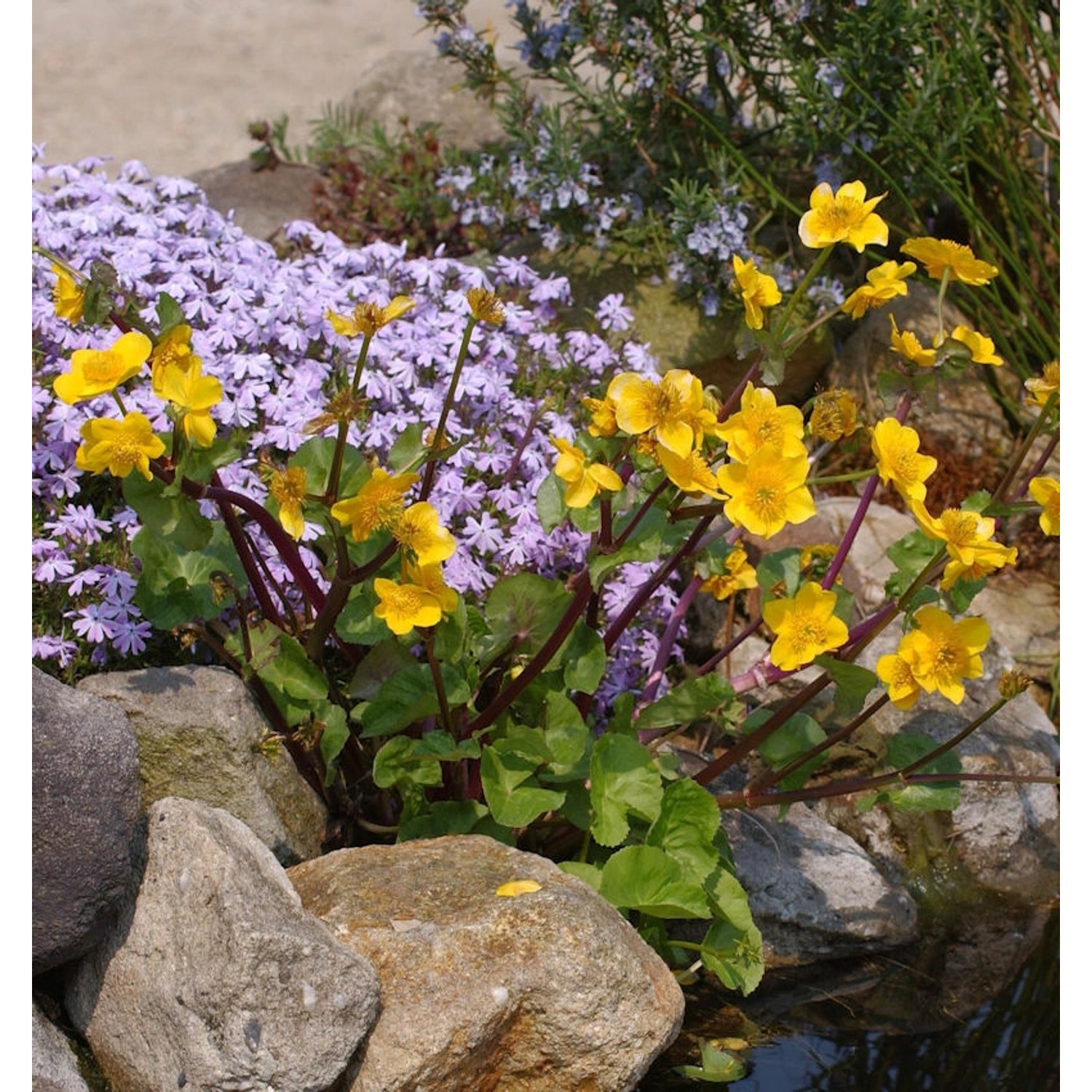 Sumpfdotterblume - Caltha palustris günstig online kaufen