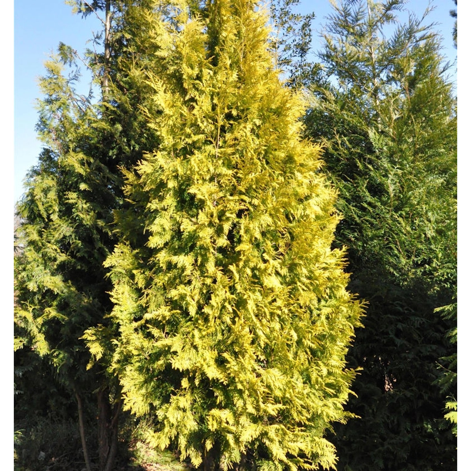 Lebensbaum Europa Gold 60-80cm - Thuja occidentalis günstig online kaufen