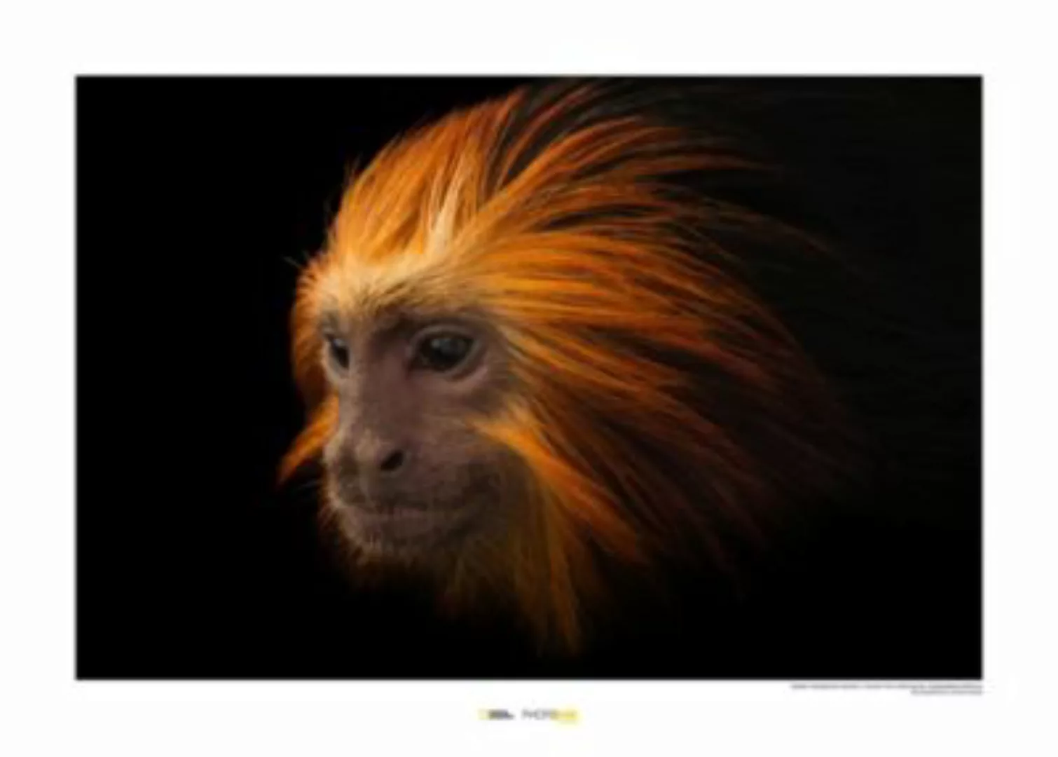 KOMAR Wandbild - Golden-headed Lion Tamarin - Größe: 70 x 50 cm mehrfarbig günstig online kaufen