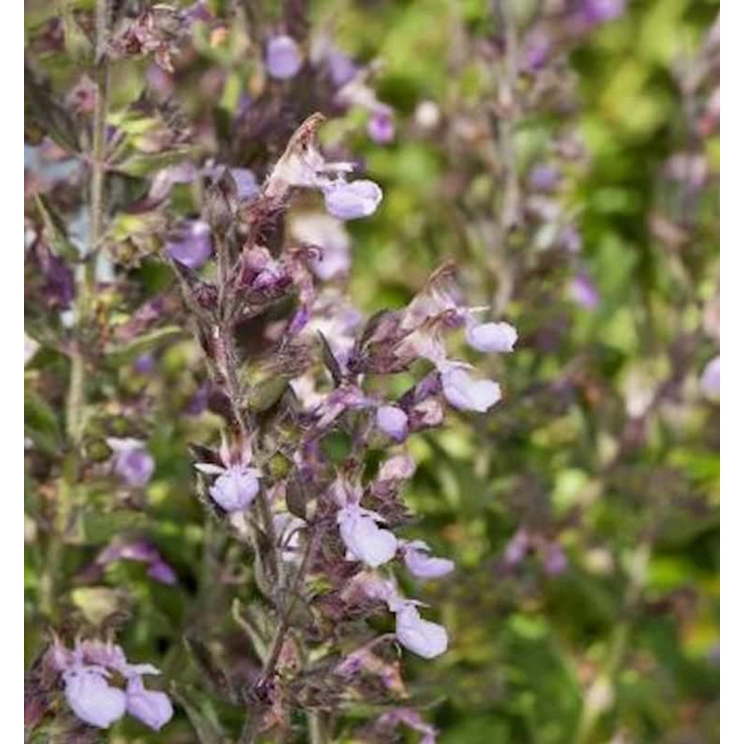 Kaukasus Gamander Paradise Delight - Teucrium hyranicum günstig online kaufen