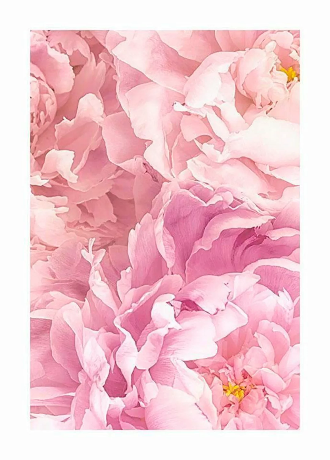 Komar Poster "Soave", Blumen, (1 St.) günstig online kaufen