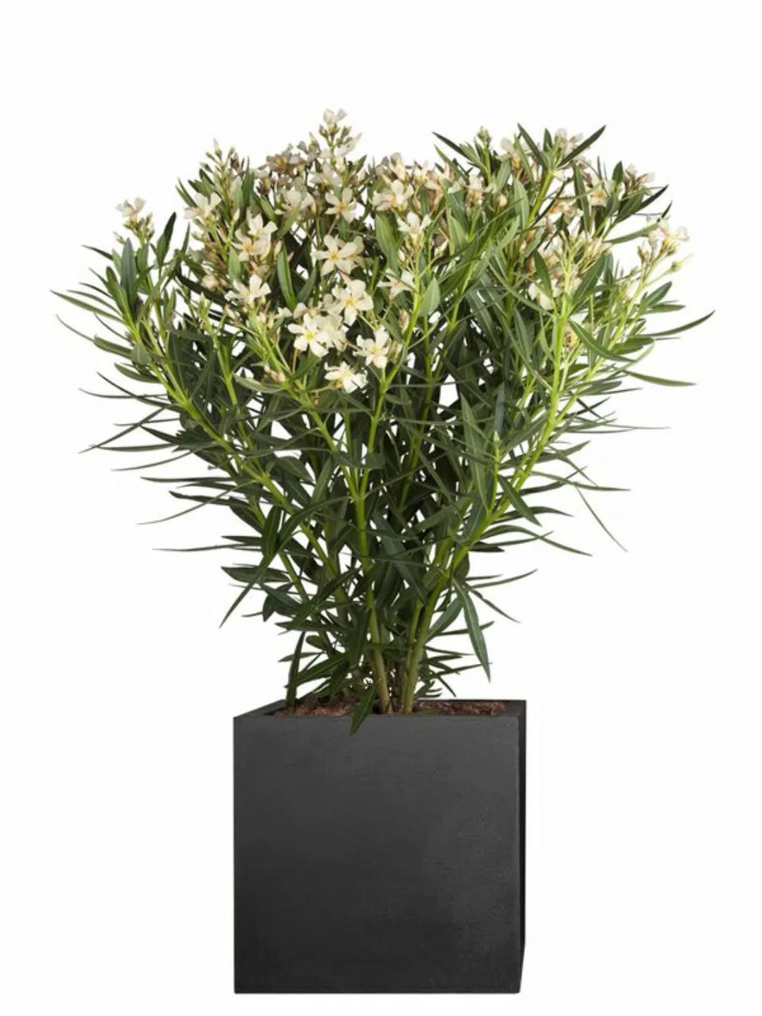 Oleander (Nerium oleander) Wei günstig online kaufen