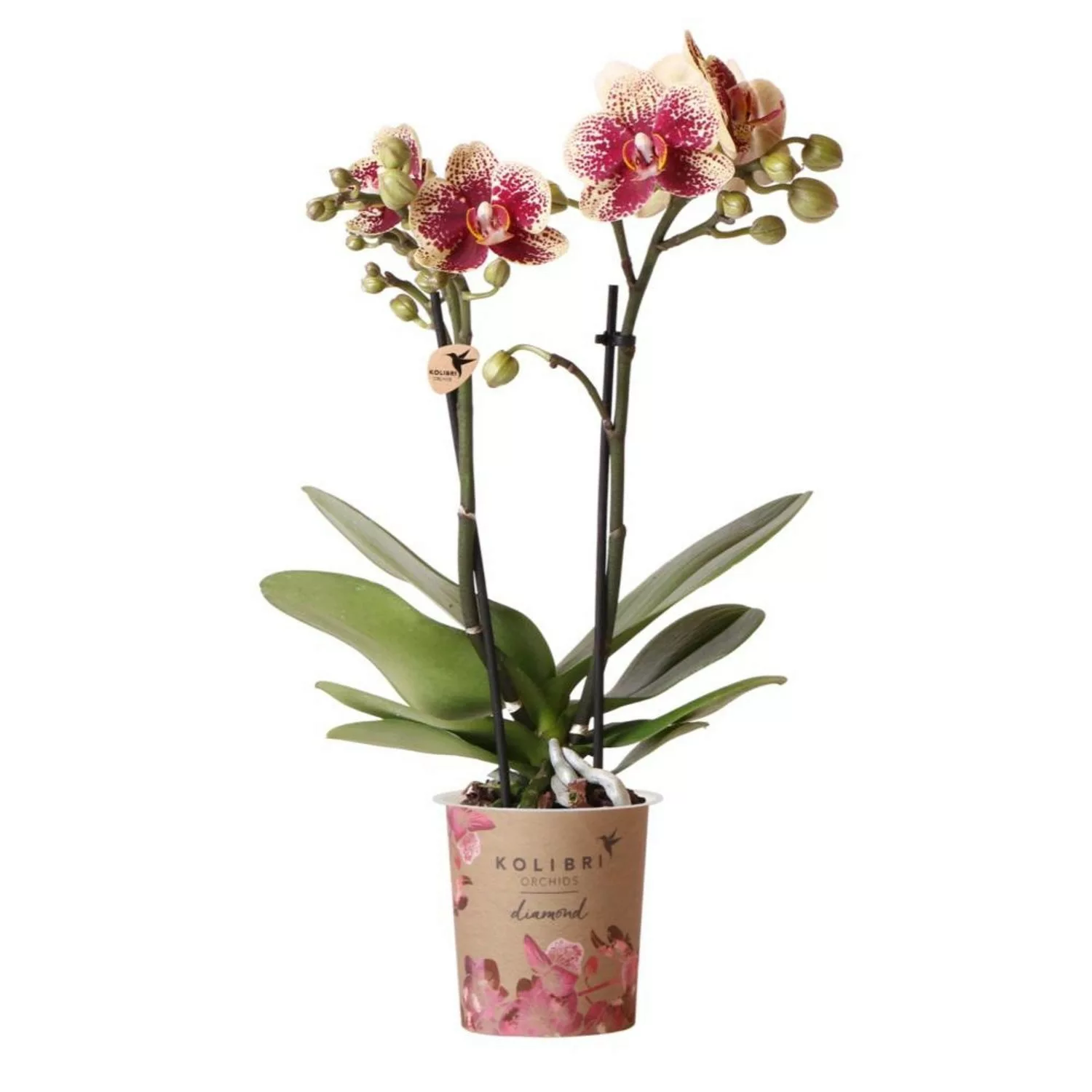 Kolibri Orchids Gelbe Rote Phalaenopsis Orchidee Spanien Topfgröße 9cm günstig online kaufen