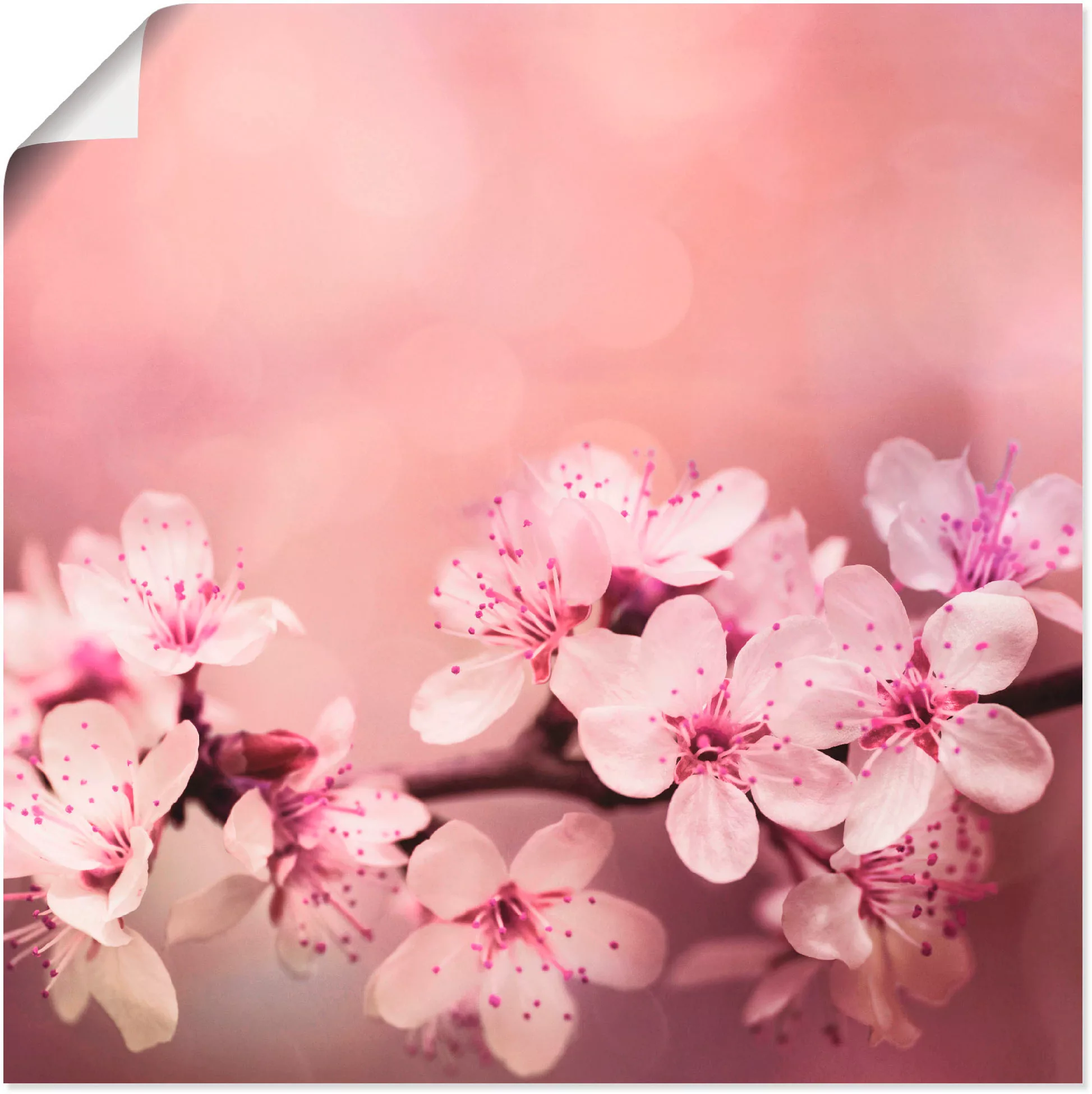 Artland Wandbild "Kirschblüten", Blumen, (1 St.) günstig online kaufen
