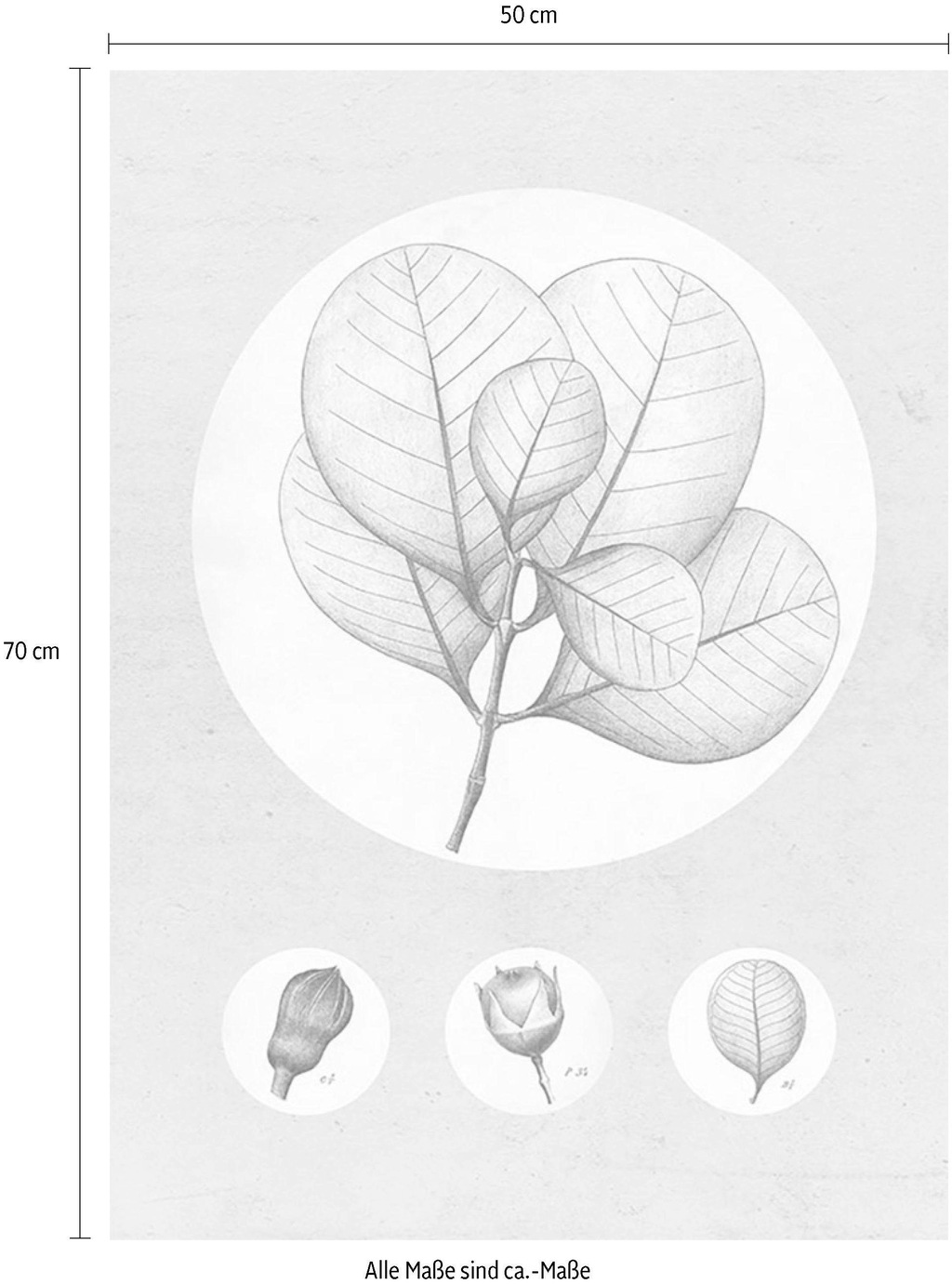 Komar Bild "Transparent Leaf", Pflanzen-Blätter, (1 St.), Wandbild zur Deko günstig online kaufen