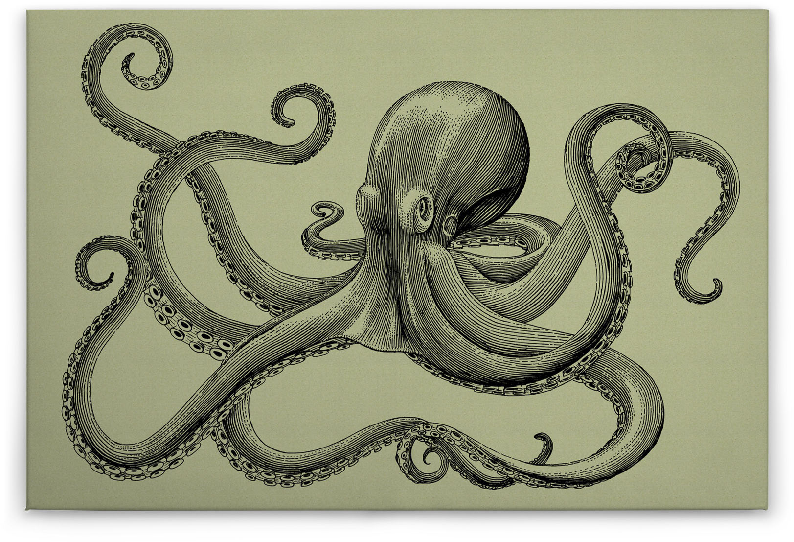 A.S. Création Leinwandbild "jules 3", Tiere, (1 St.), Keilrahmen Bild Octop günstig online kaufen