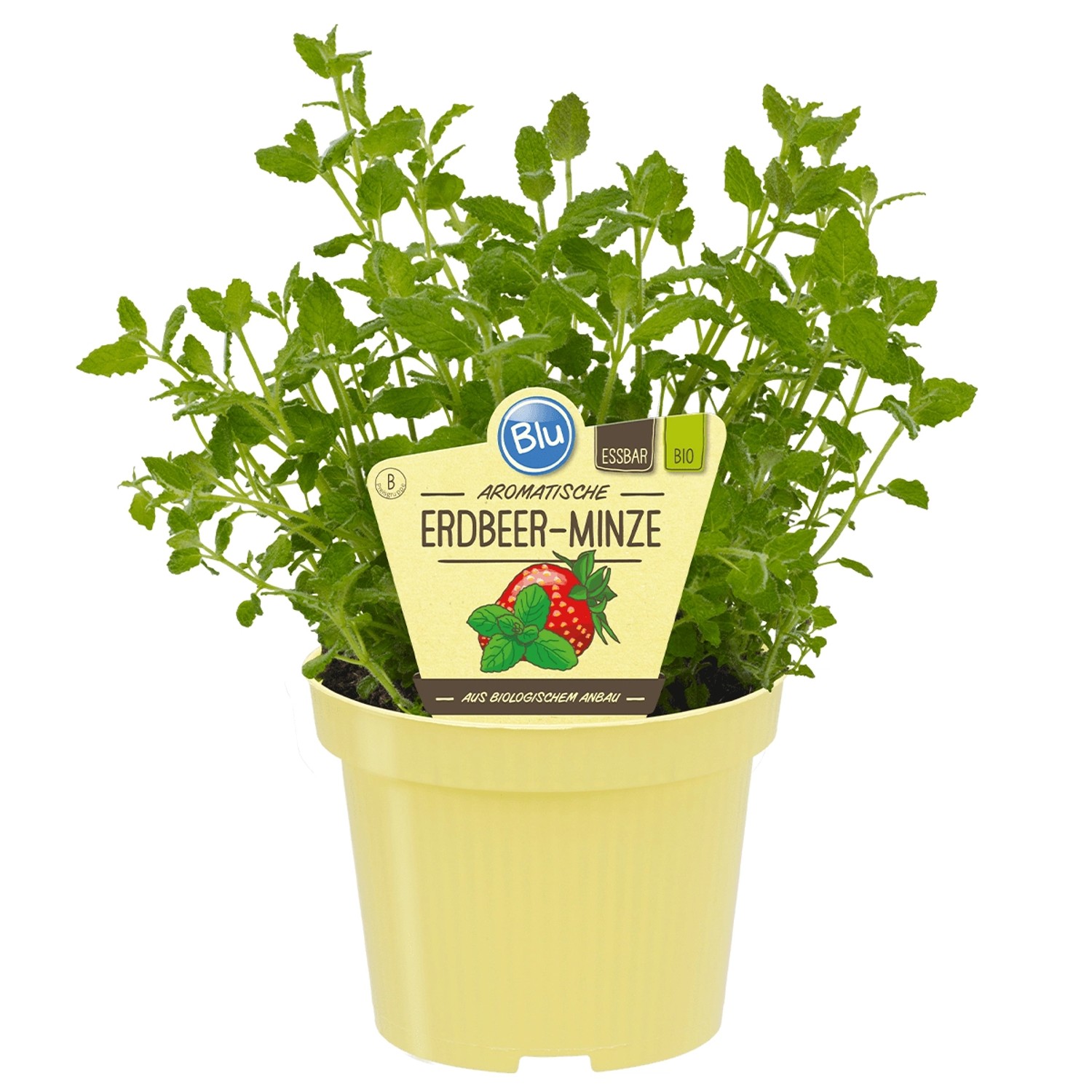 Blu Bio-Erdbeerminze Topf-Ø ca. 12 cm Mentha günstig online kaufen